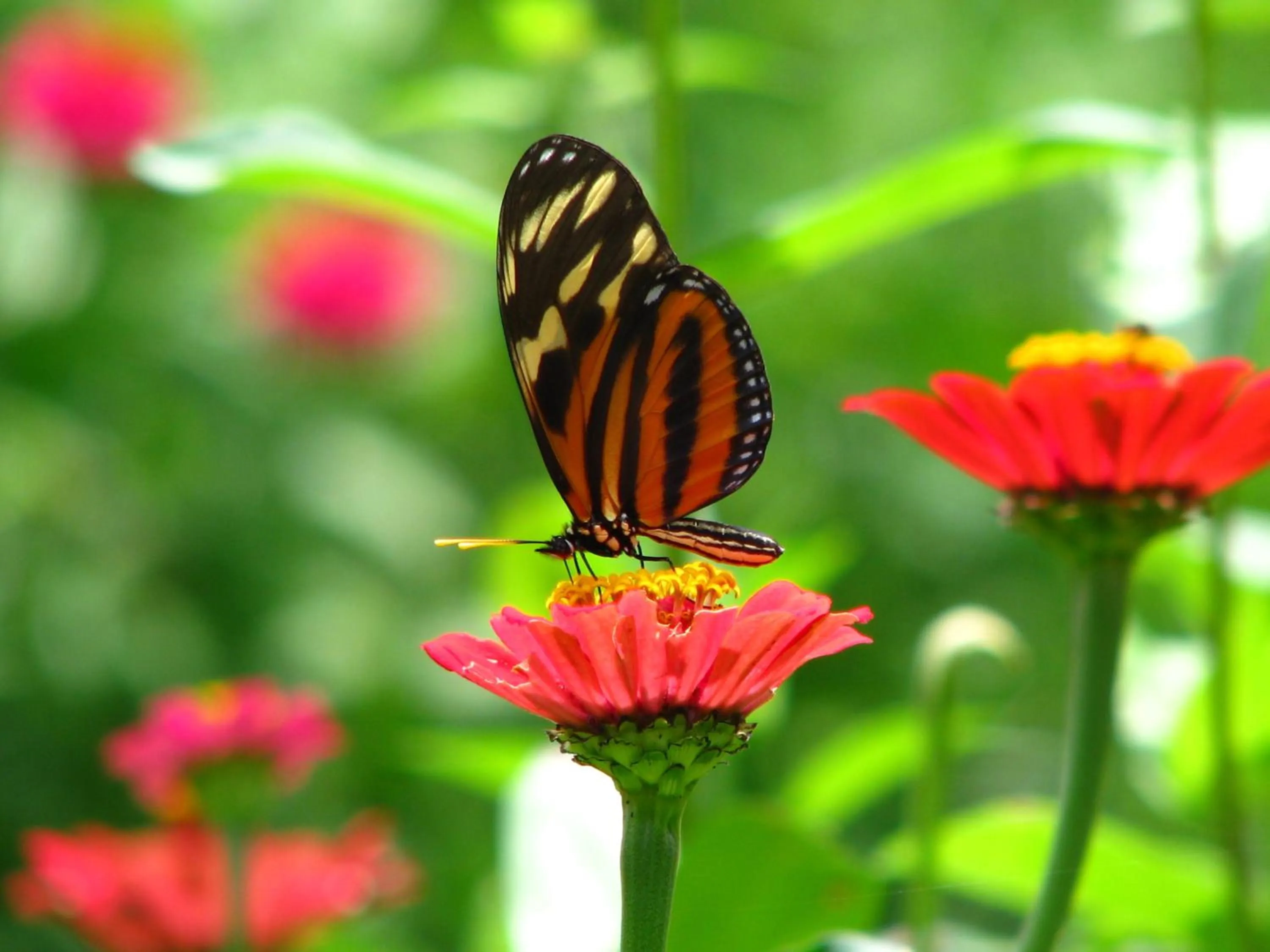 Animals in Hotel Robledal