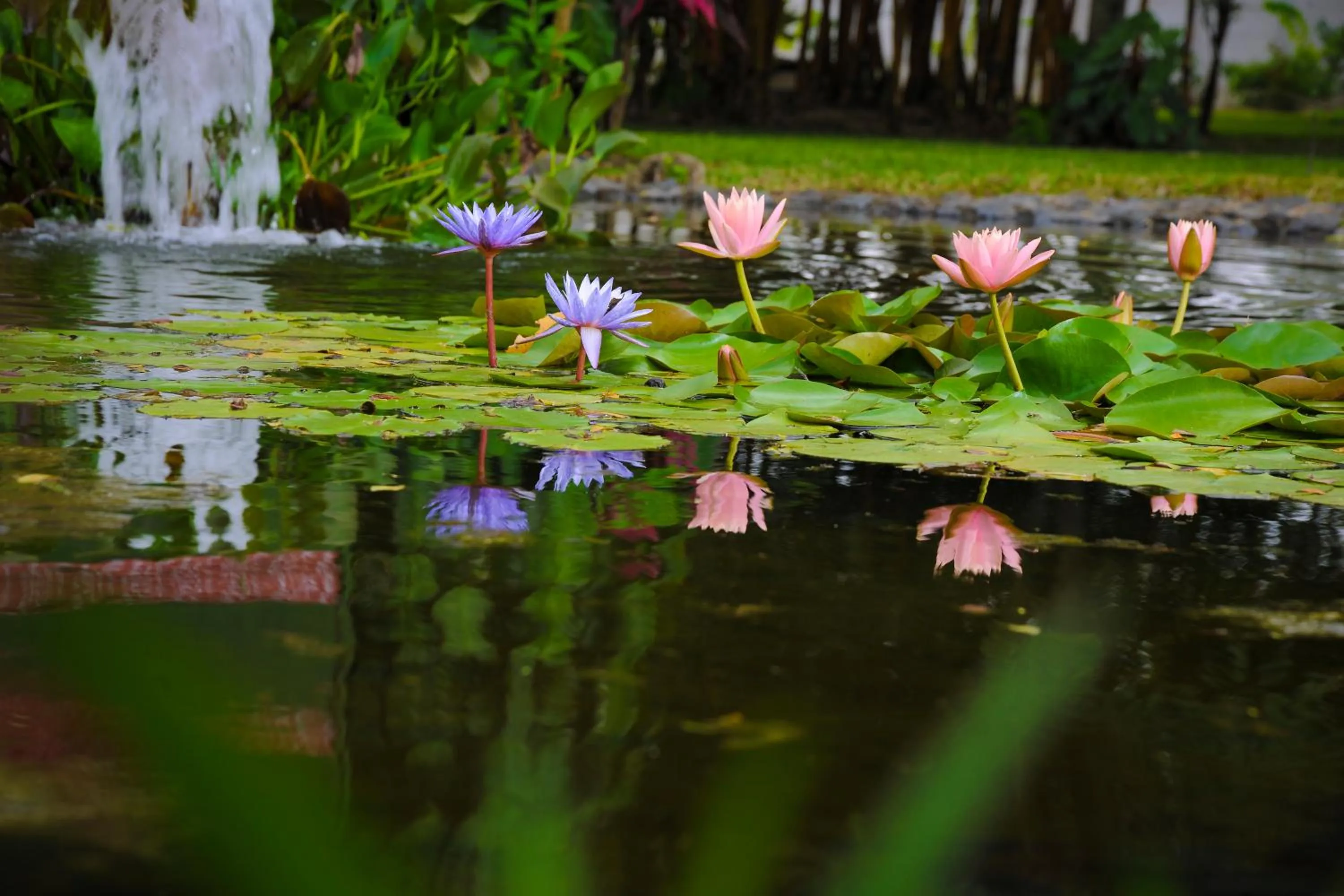 Garden in Hotel Robledal
