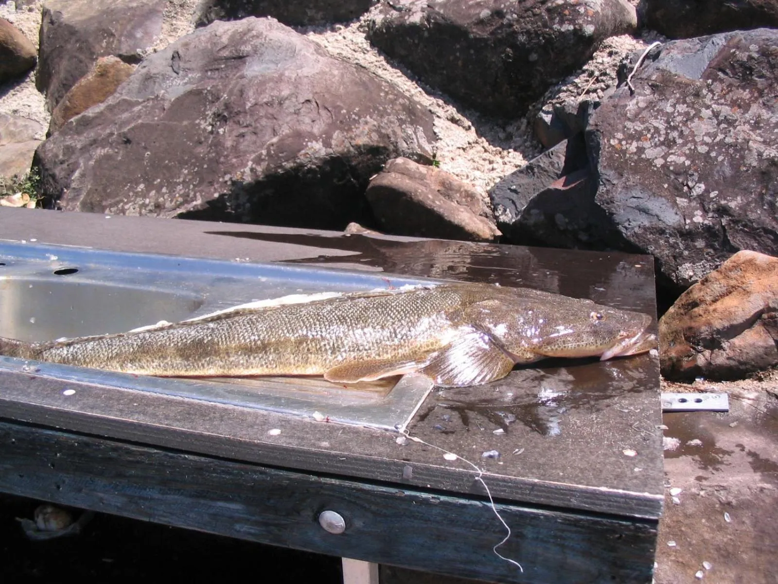 Fishing in Trafalgar Towers