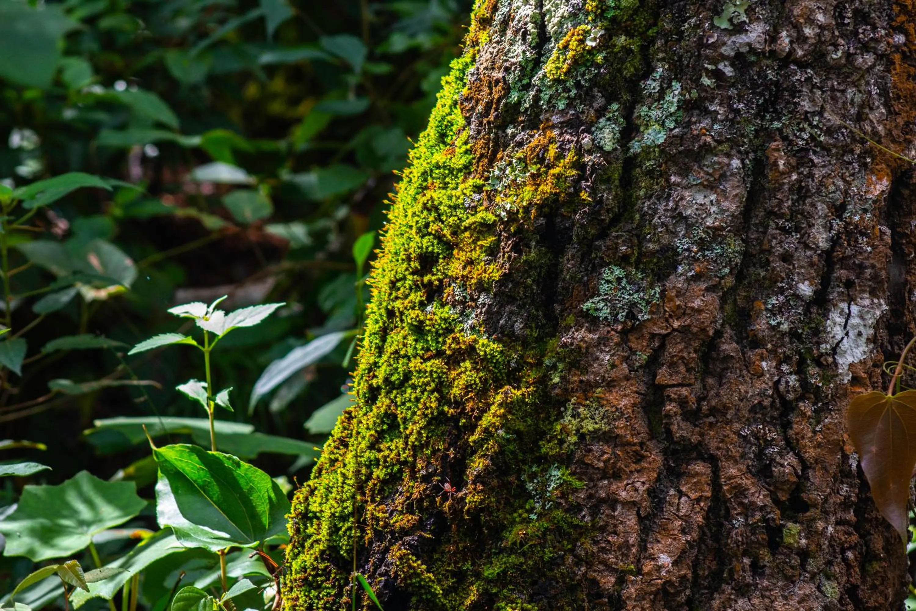 Hiking in Hotel Huella Lenca