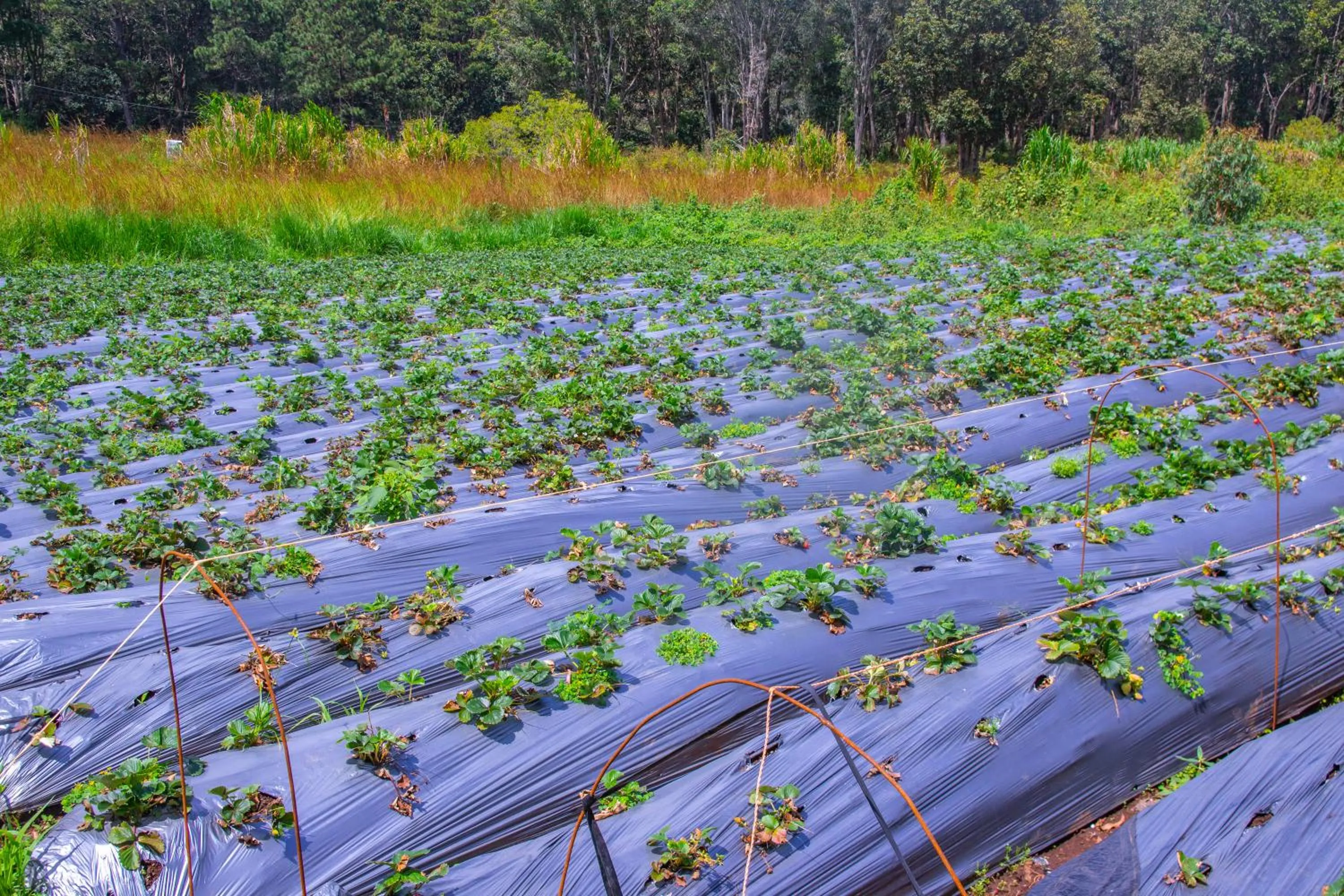 Activities in Hotel Huella Lenca