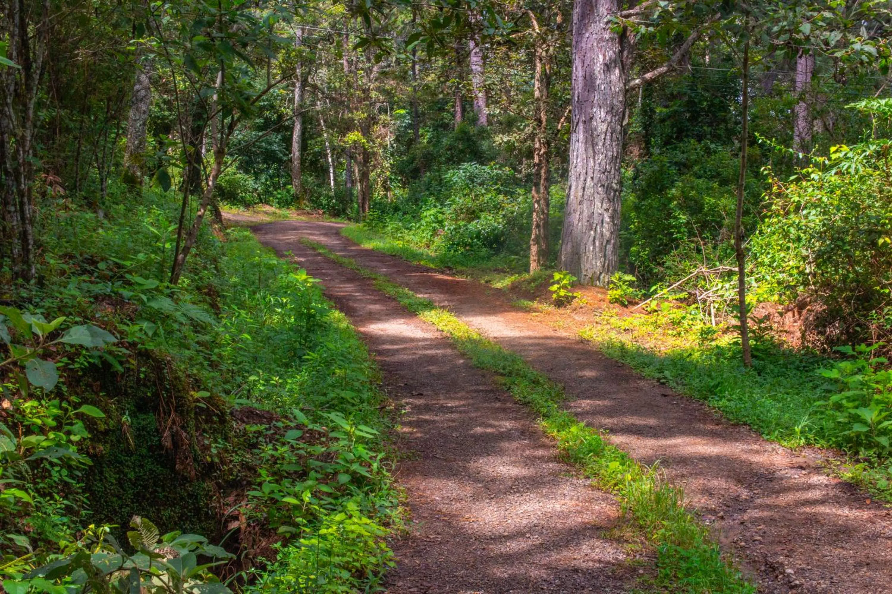 Garden in Hotel Huella Lenca