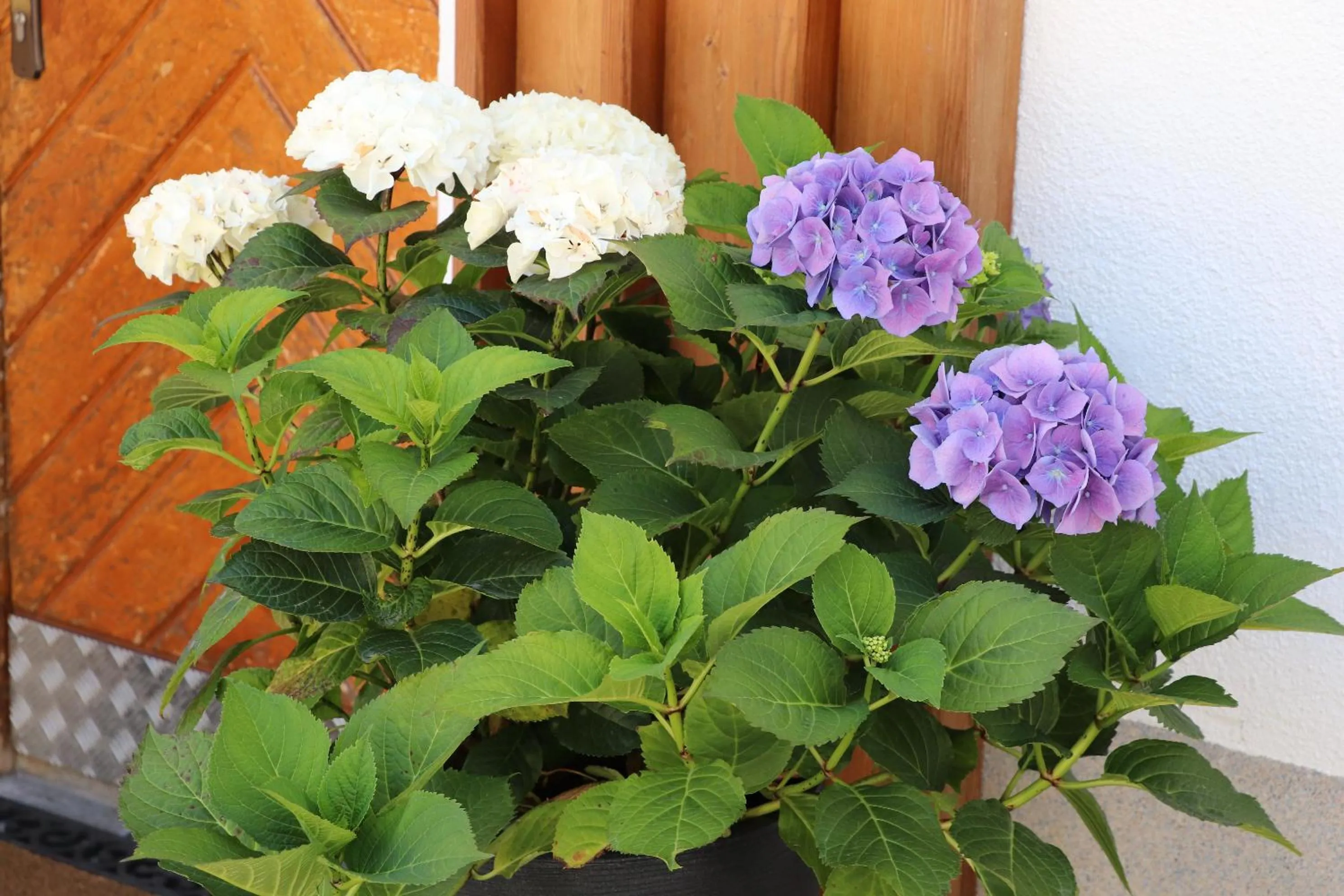 Garden in Aparthotel Alpin Life