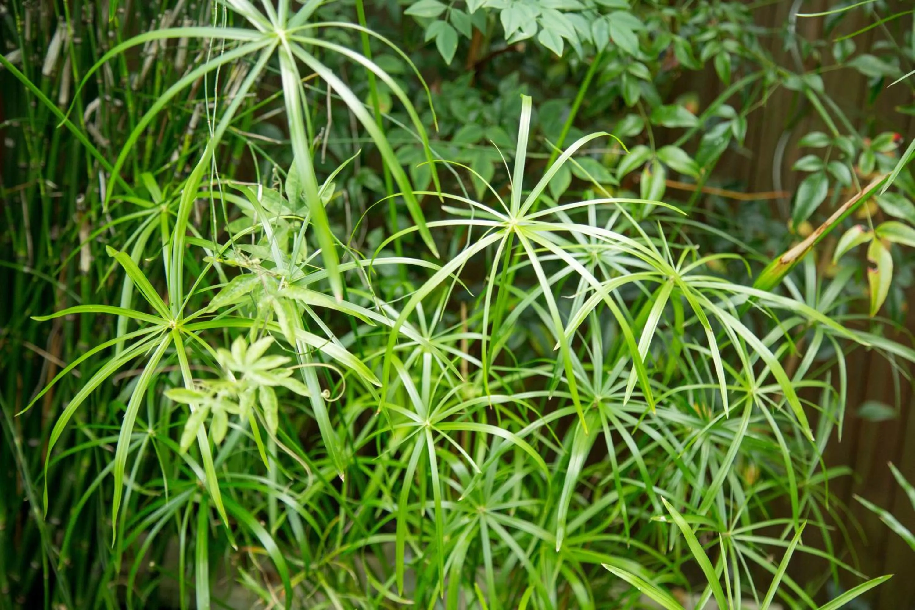 Natural landscape in MAISON KERVARREC - Rennes - Saint-Grégoire