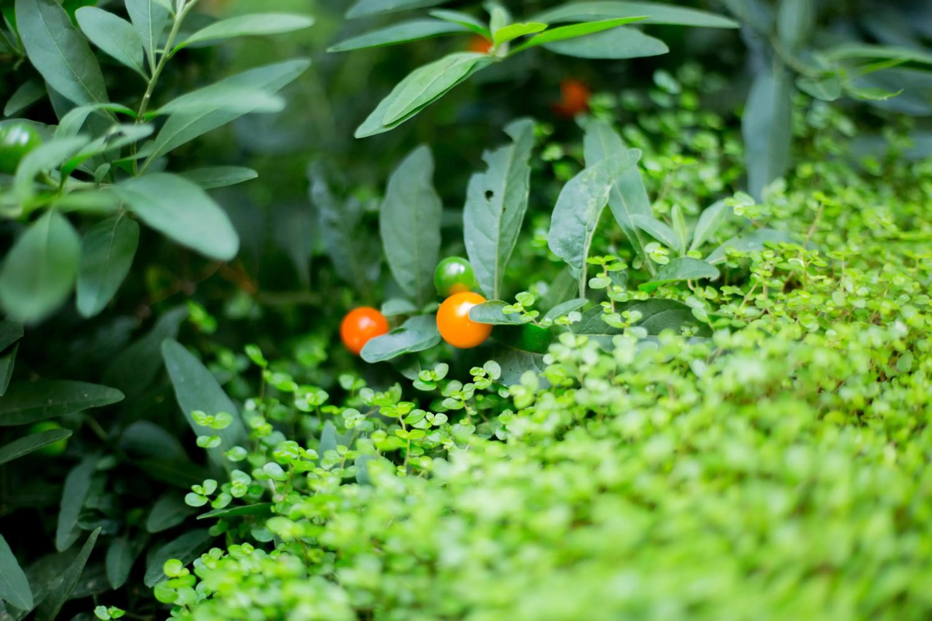 Garden in MAISON KERVARREC - Rennes - Saint-Grégoire