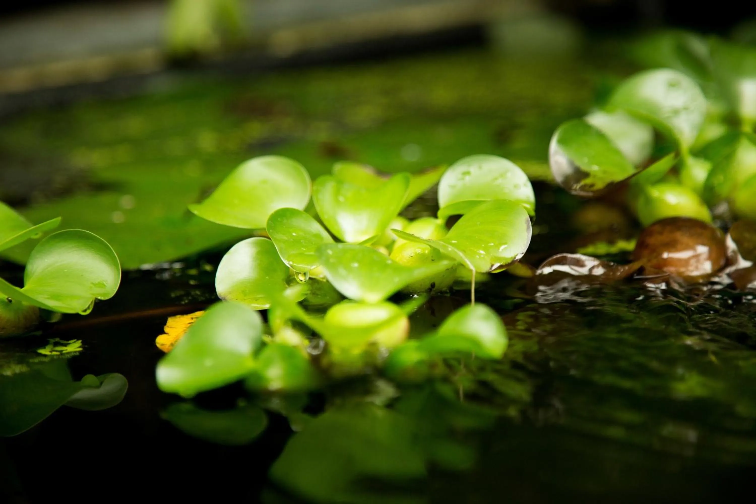 Natural landscape in MAISON KERVARREC - Rennes - Saint-Grégoire