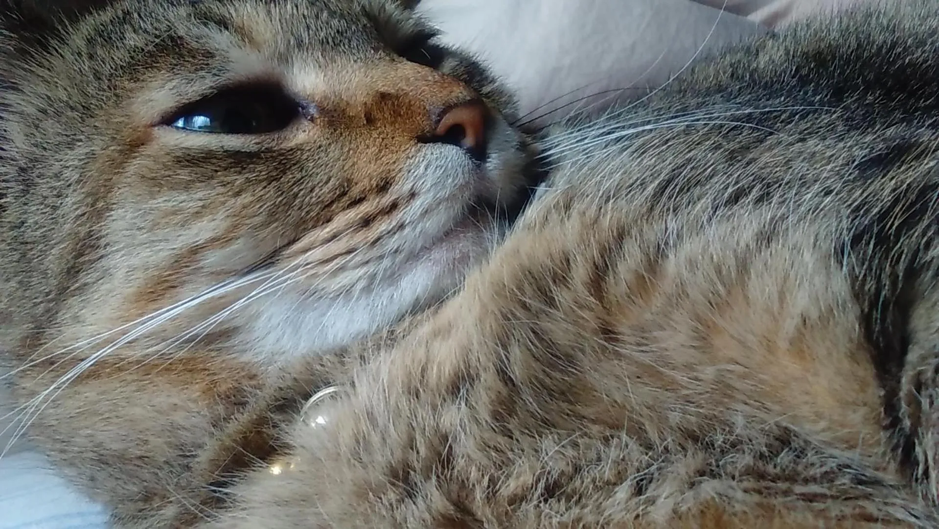 Pets in GUEST HOUSE SaKURa