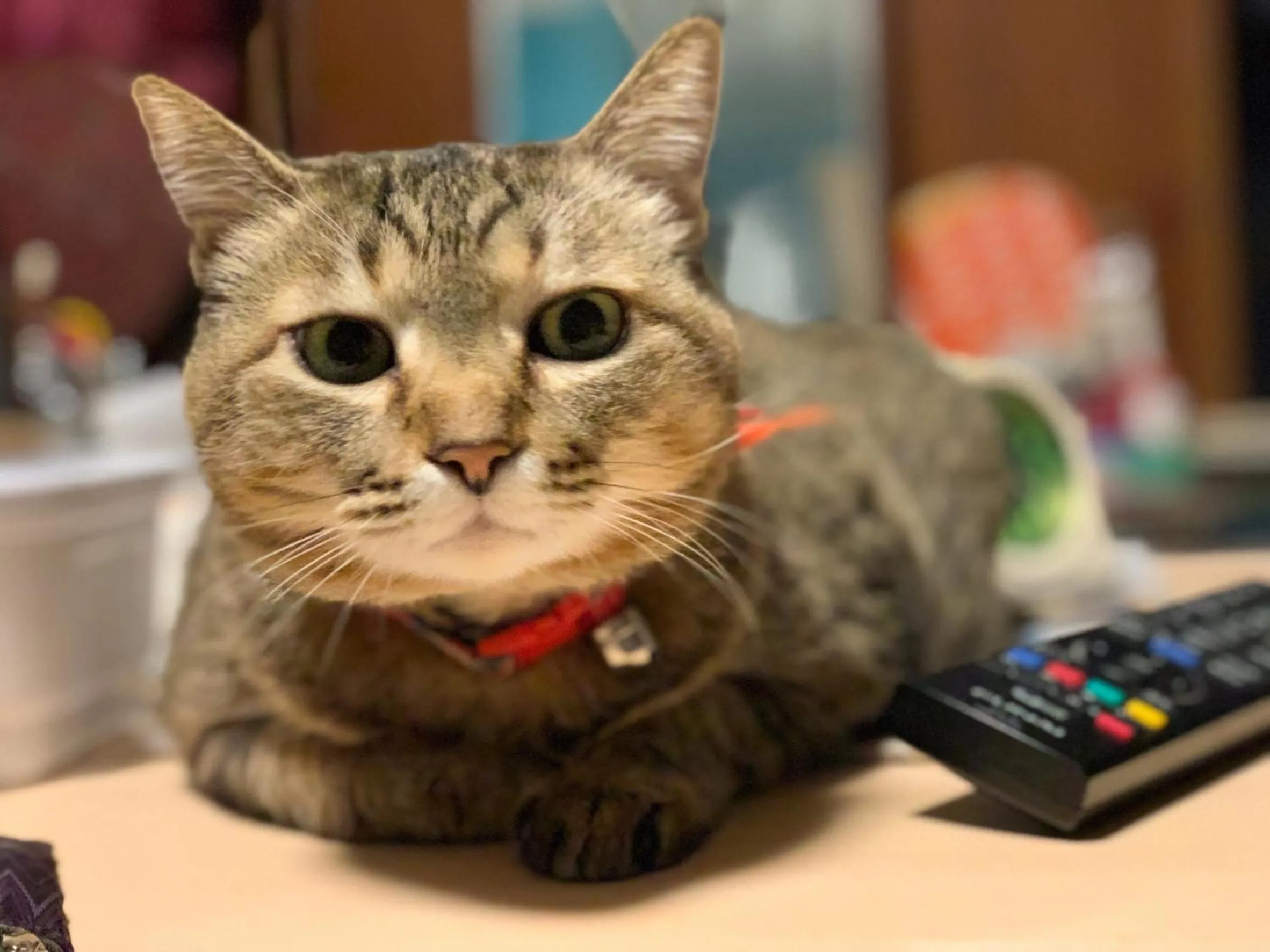 Pets in GUEST HOUSE SaKURa