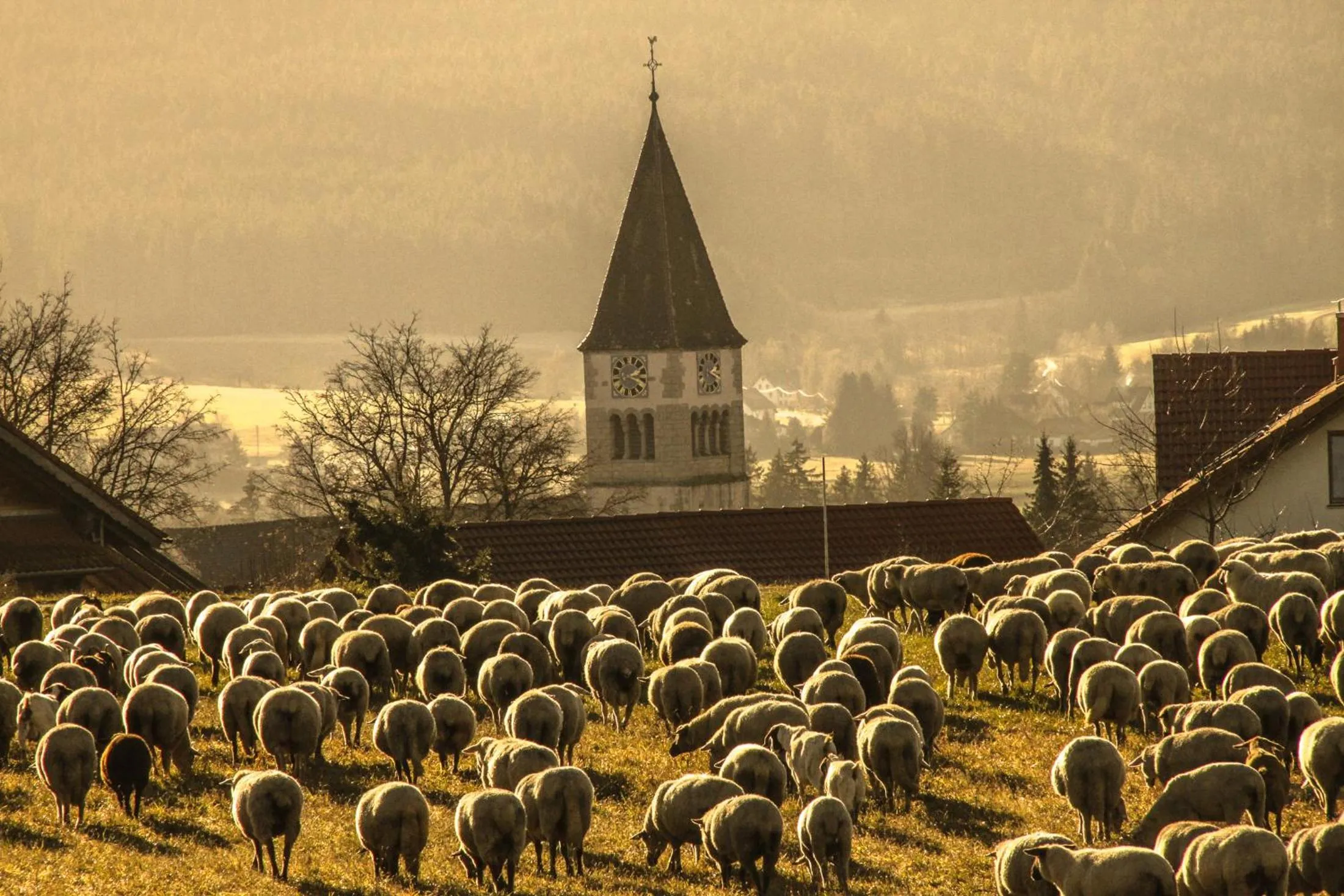 Horse-riding in Landgasthof Alpenblick an der Wutachschlucht Südschwarzwald