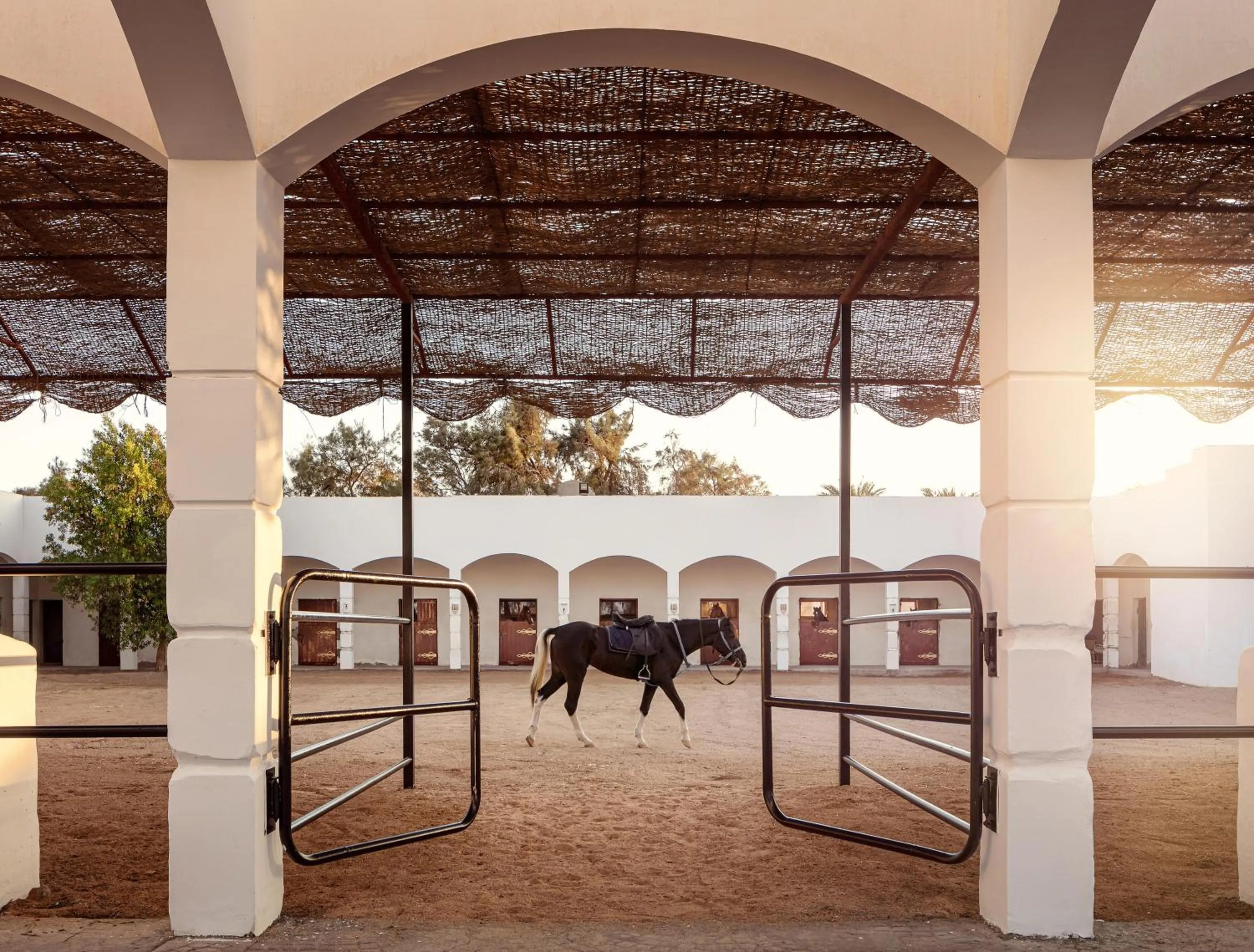 Pets in Palm Royale Resort - Soma Bay