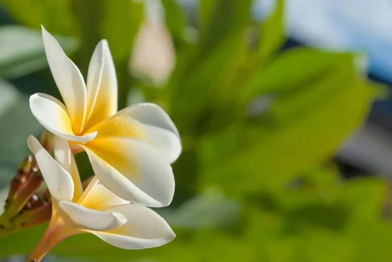 Jalsa Beach Hotel & Spa