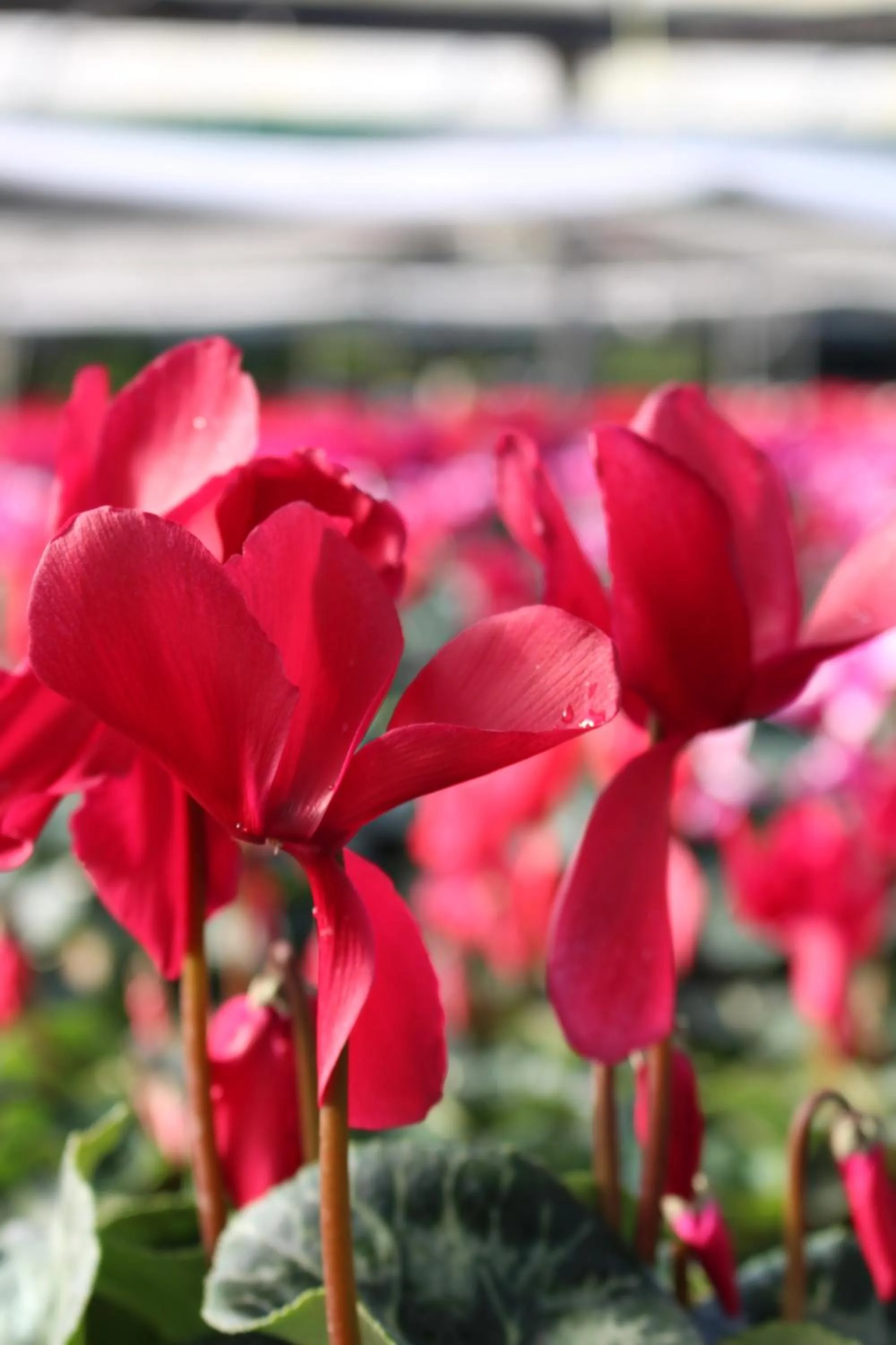 Nearby landmark in Casa Rural Ibarrondo Etxea