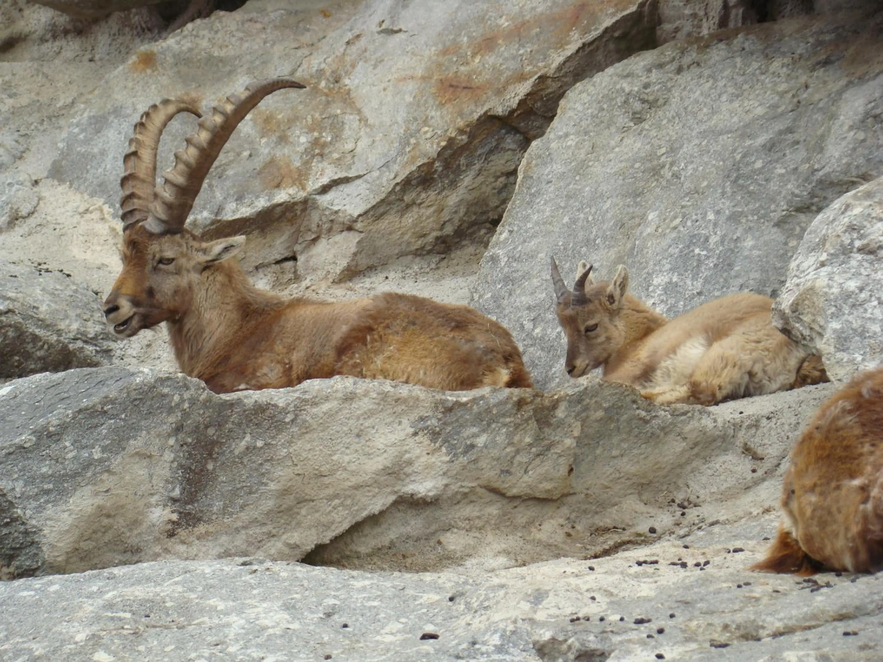 Animals in Haus am Brunnen