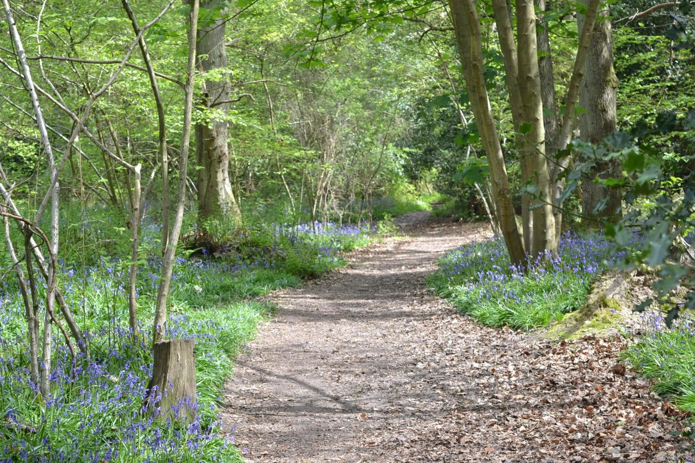 Natural landscape in The Kingsley at Eversley