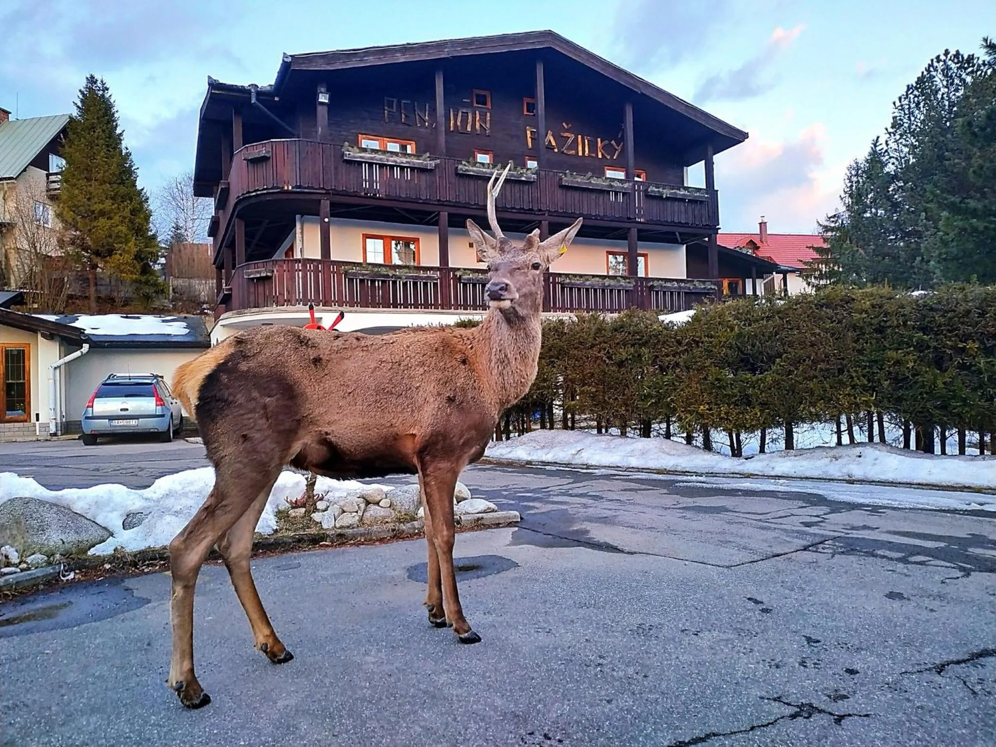 Property building in Penzion Pažický