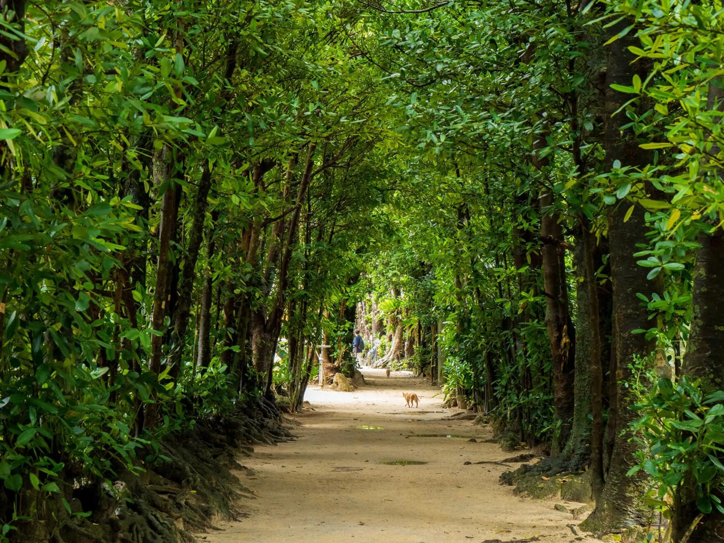 Nearby landmark in ADAN RESORT 風 - Fu -