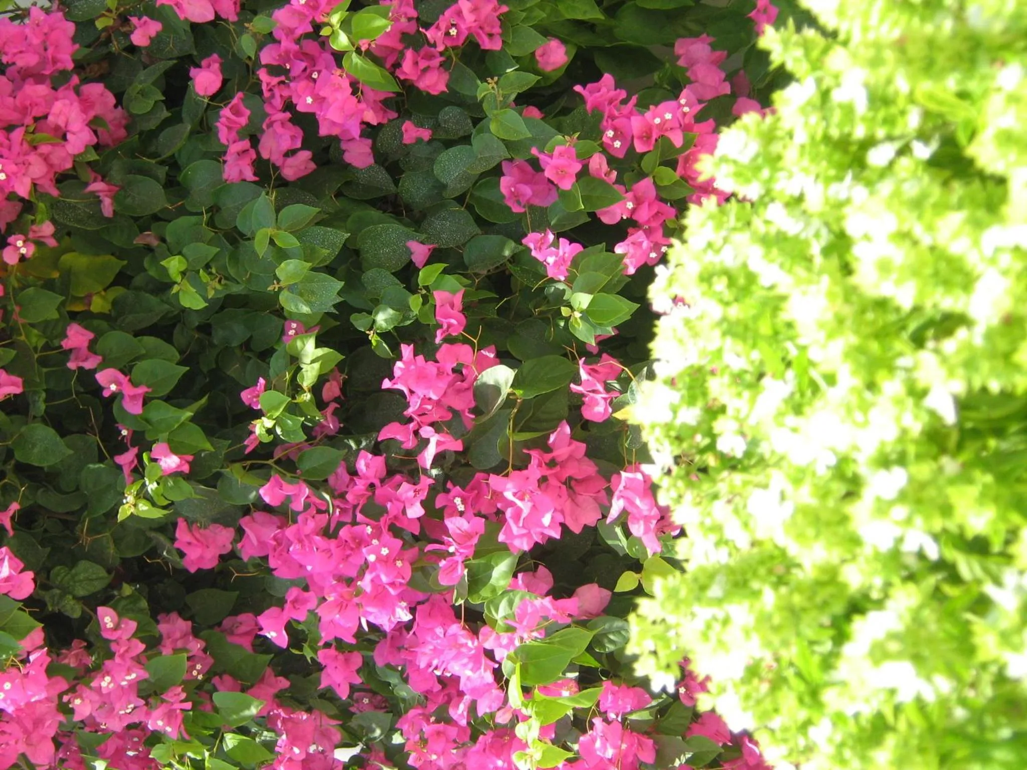 Garden in Hotel Anatolia