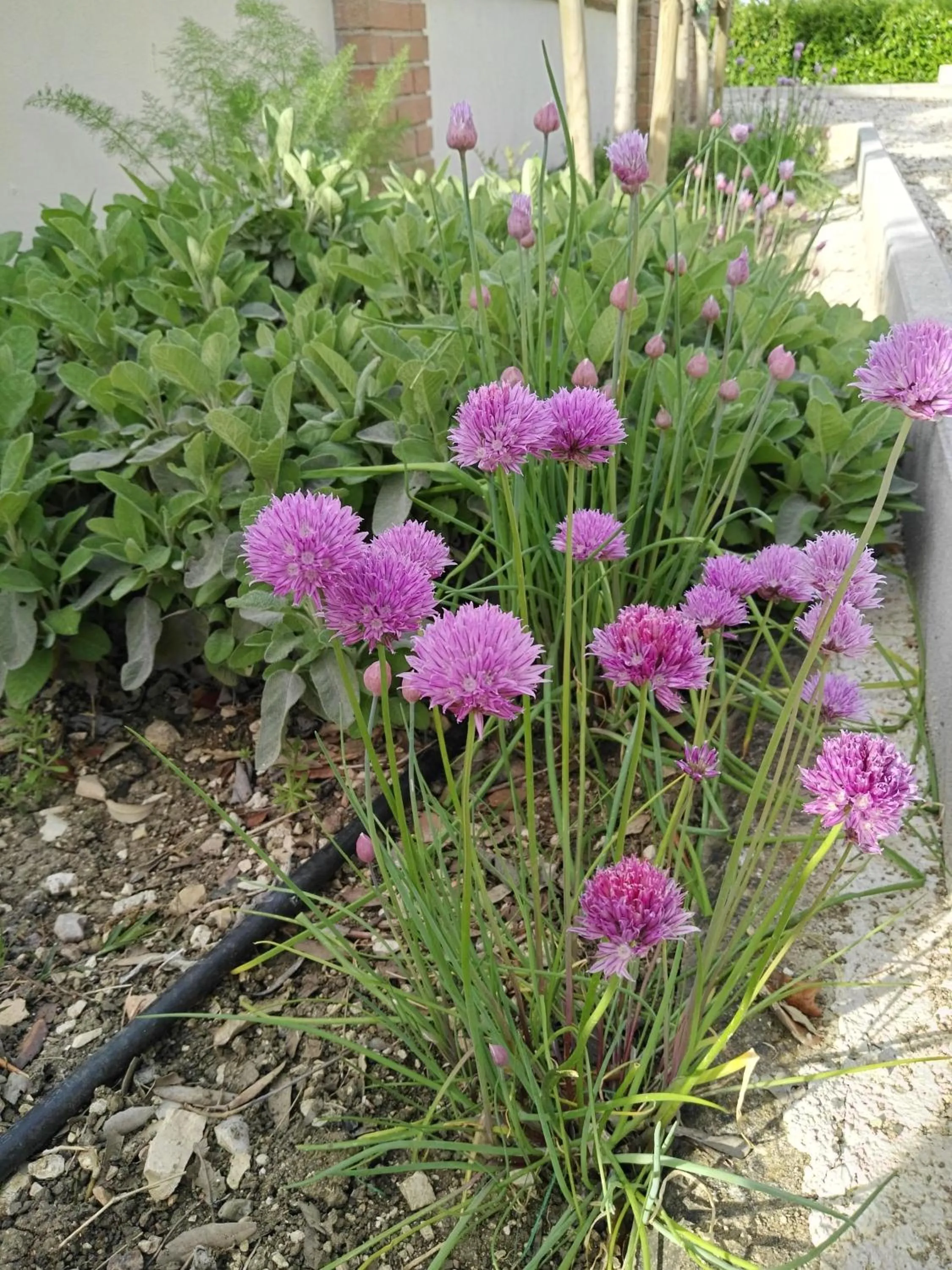 Garden in Residence Terra Dei Santi Country House