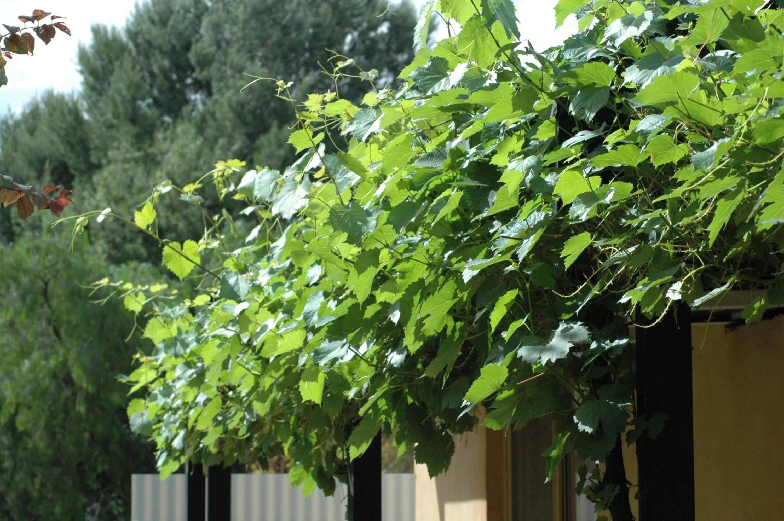 Property building in Burra Motor Inn