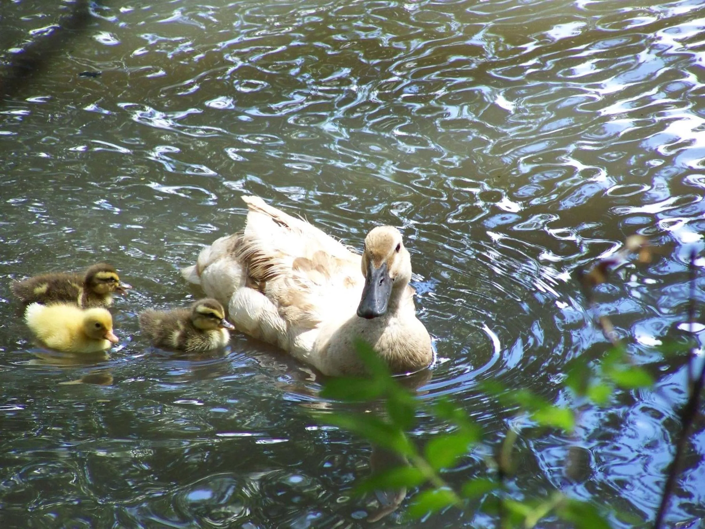 View (from property/room) in Burra Motor Inn