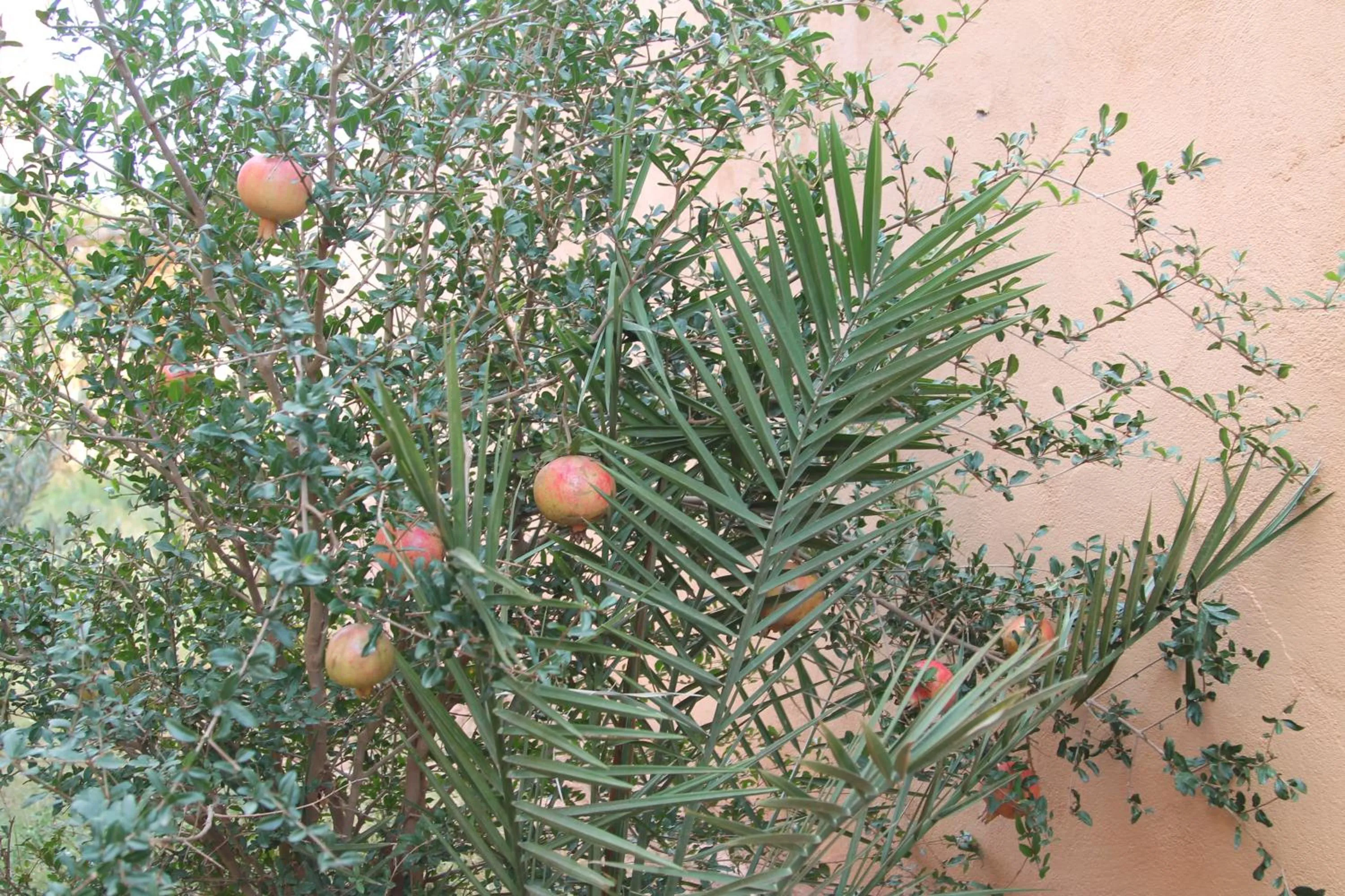 Garden in Kasbah Valentine