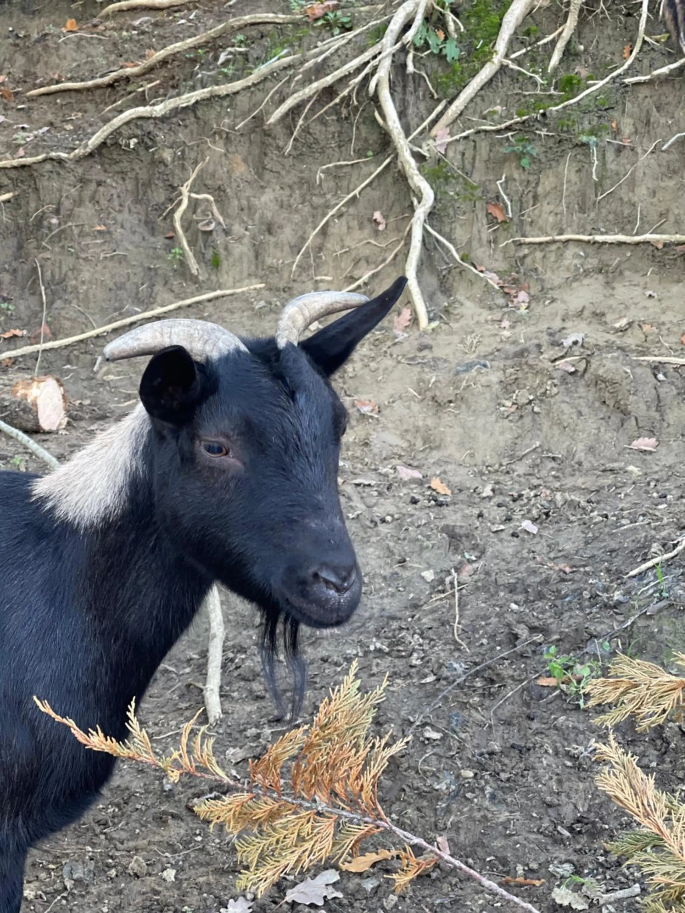 Animals in Al Giardino Degli Etruschi