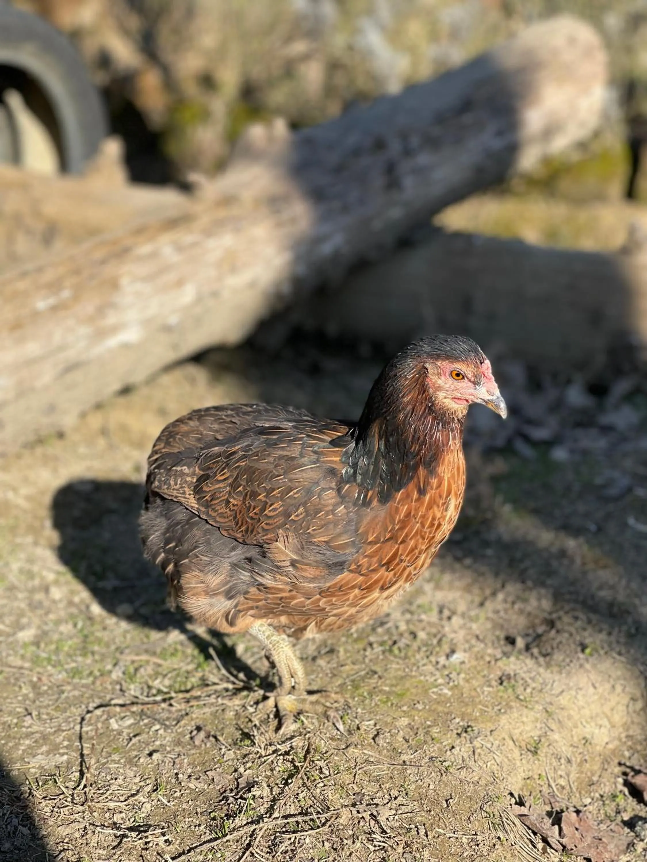 Pets in Al Giardino Degli Etruschi