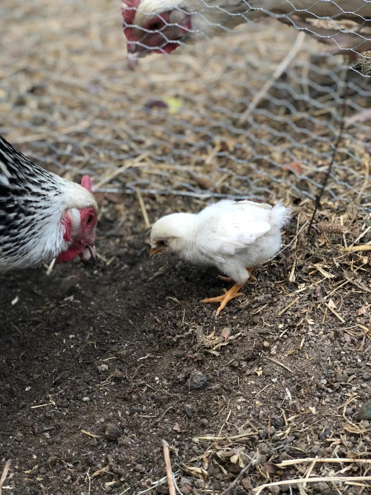 Animals in Al Giardino Degli Etruschi