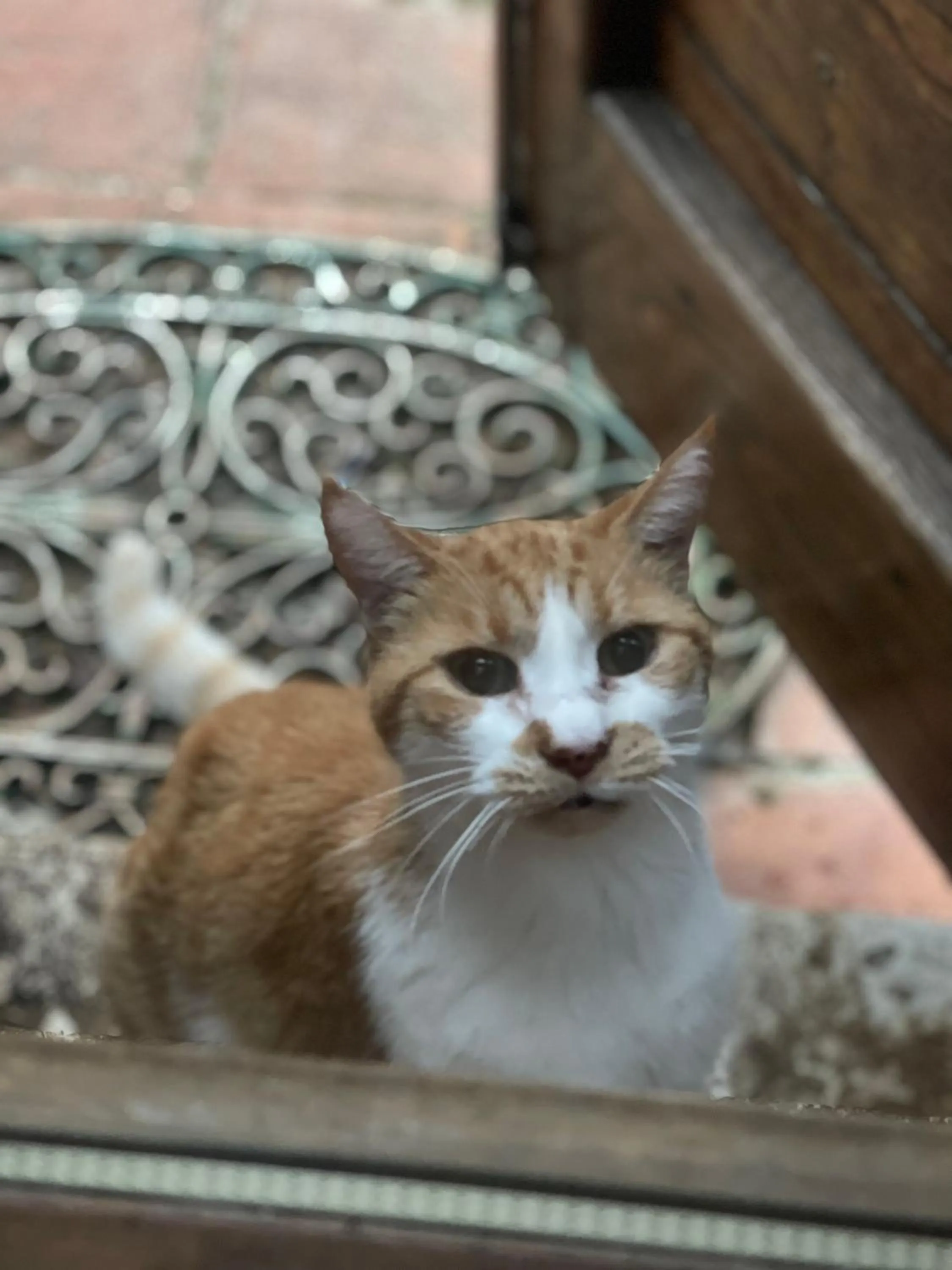 Pets in Al Giardino Degli Etruschi