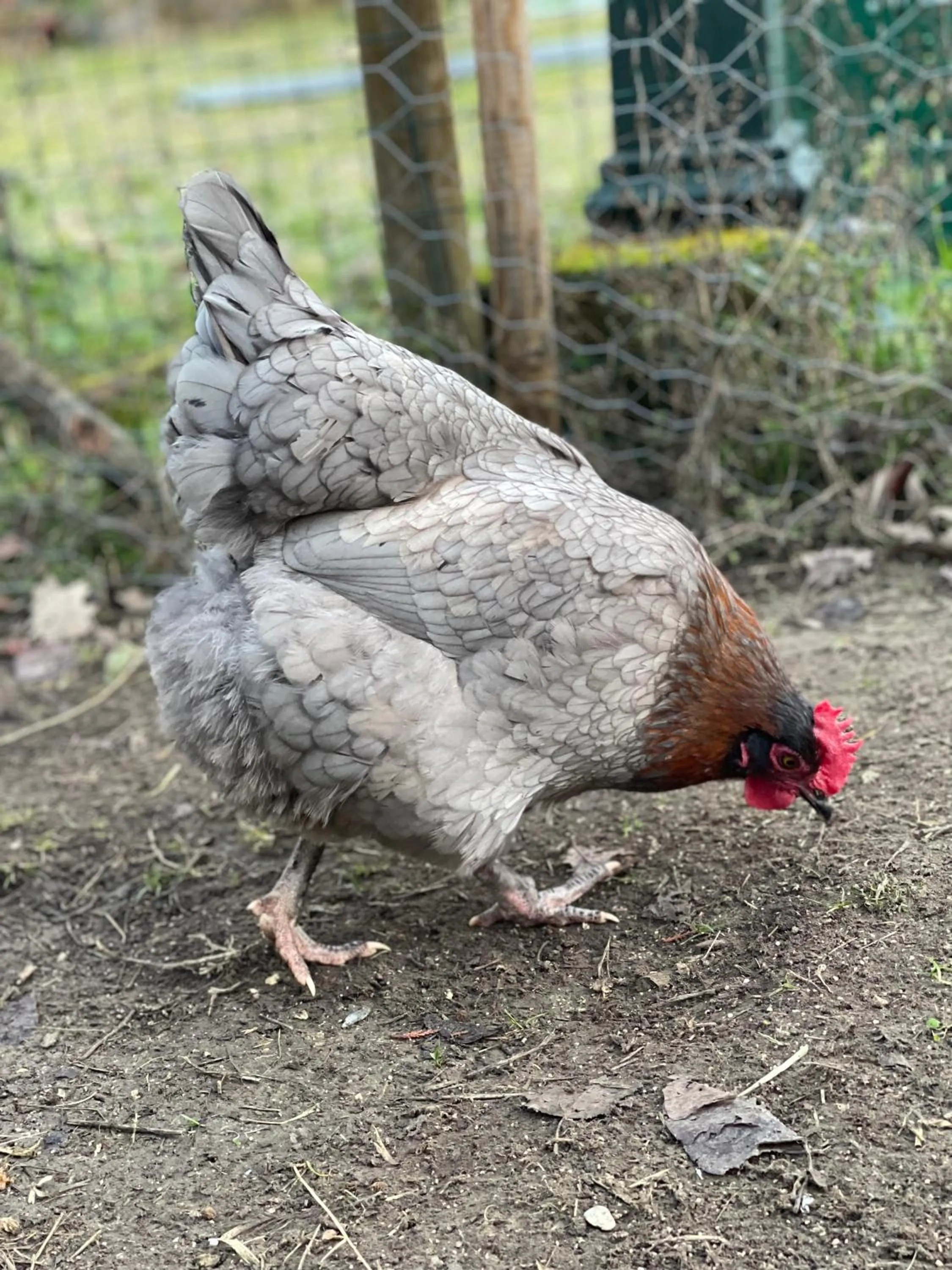 Pets in Al Giardino Degli Etruschi