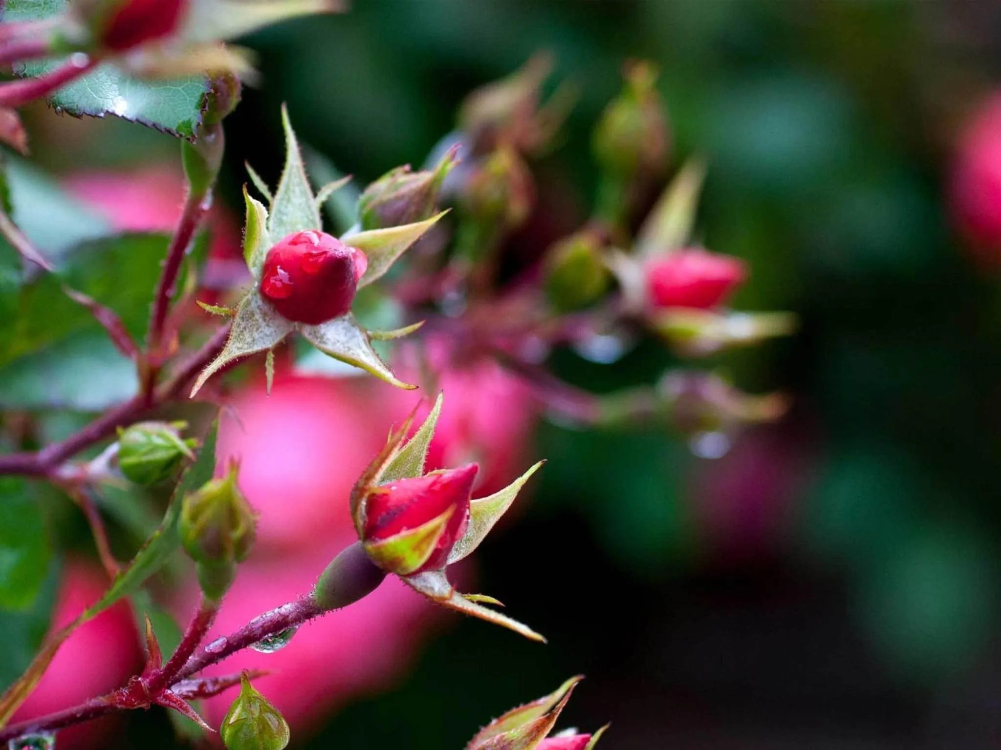 Garden in La Vigna Hotel