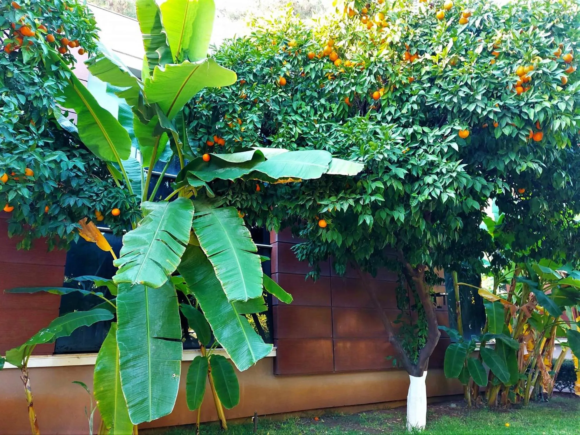 Garden in Çetinel Otel