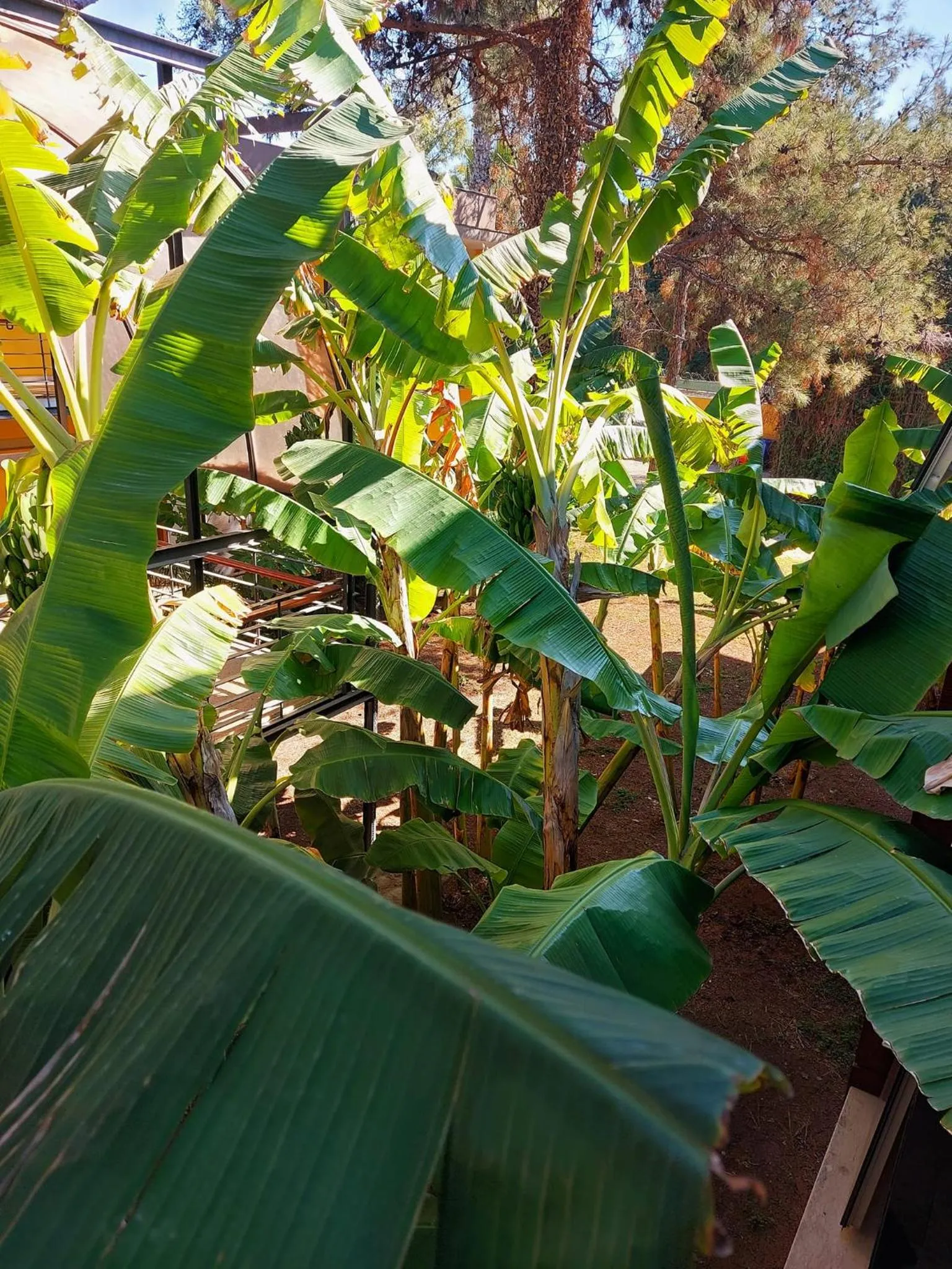 Garden in Çetinel Otel