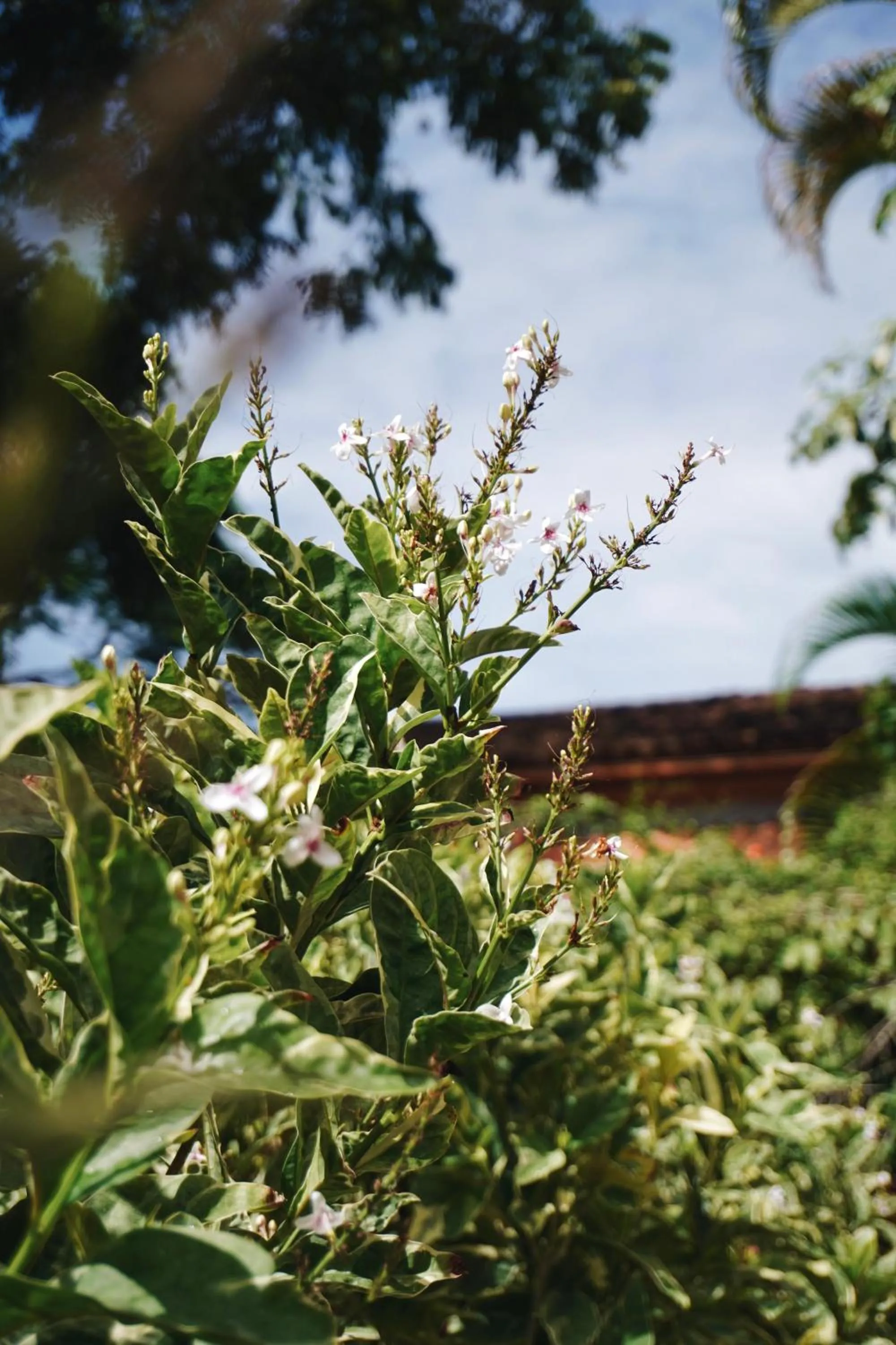 Garden view in Estalagem D'Ajuda