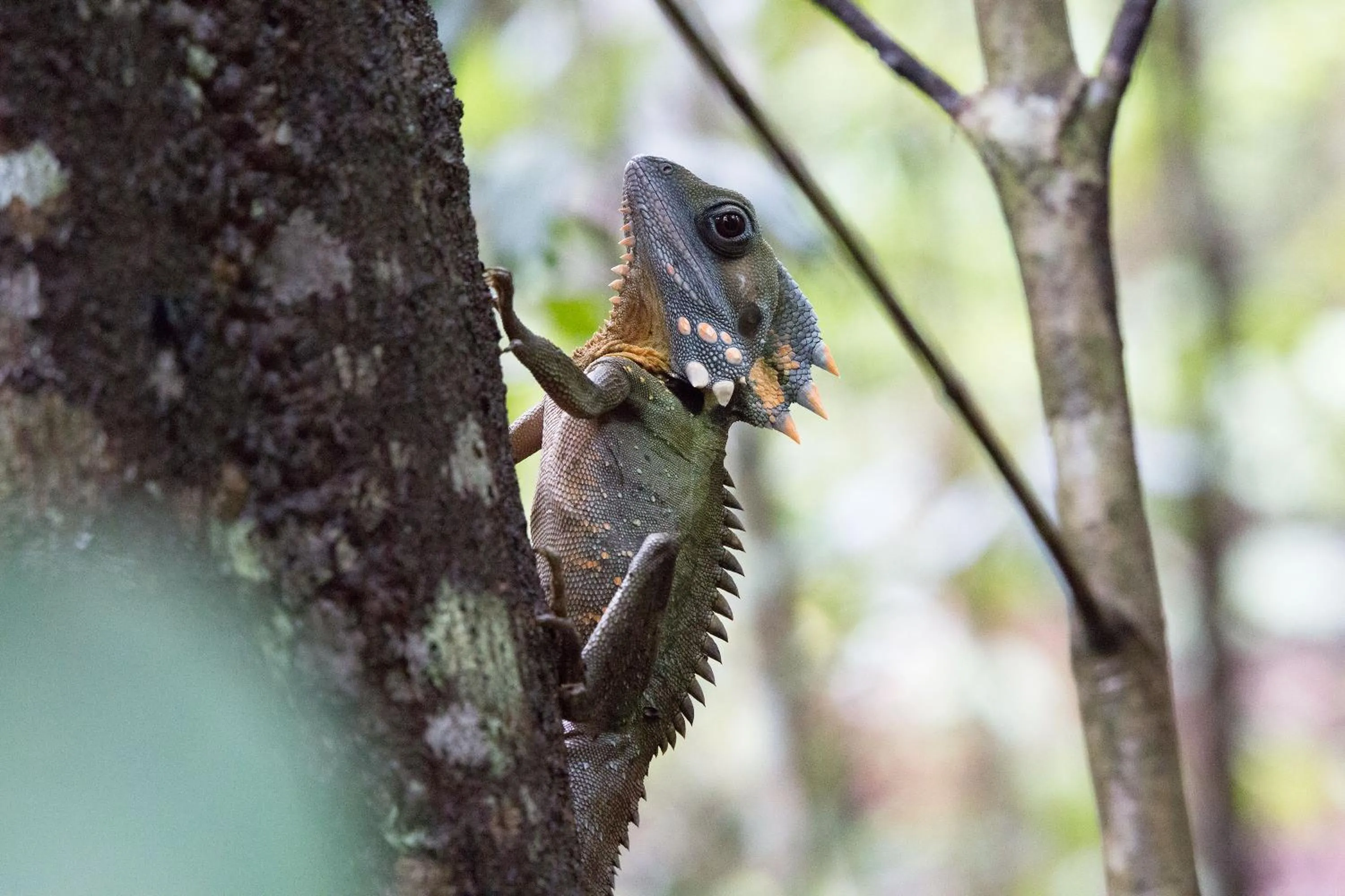 Animals in Crater Lakes Rainforest Cottages