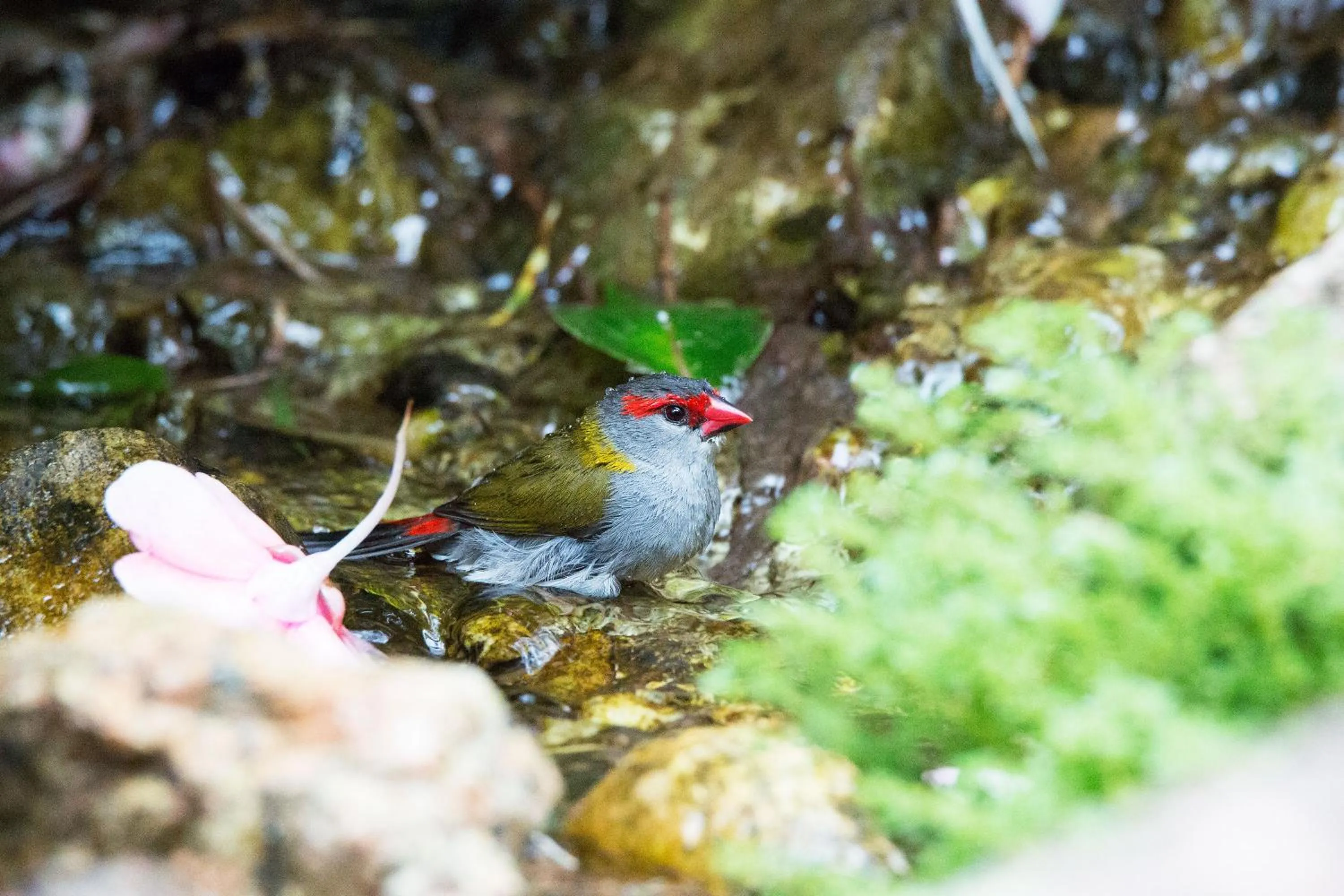 Animals in Crater Lakes Rainforest Cottages