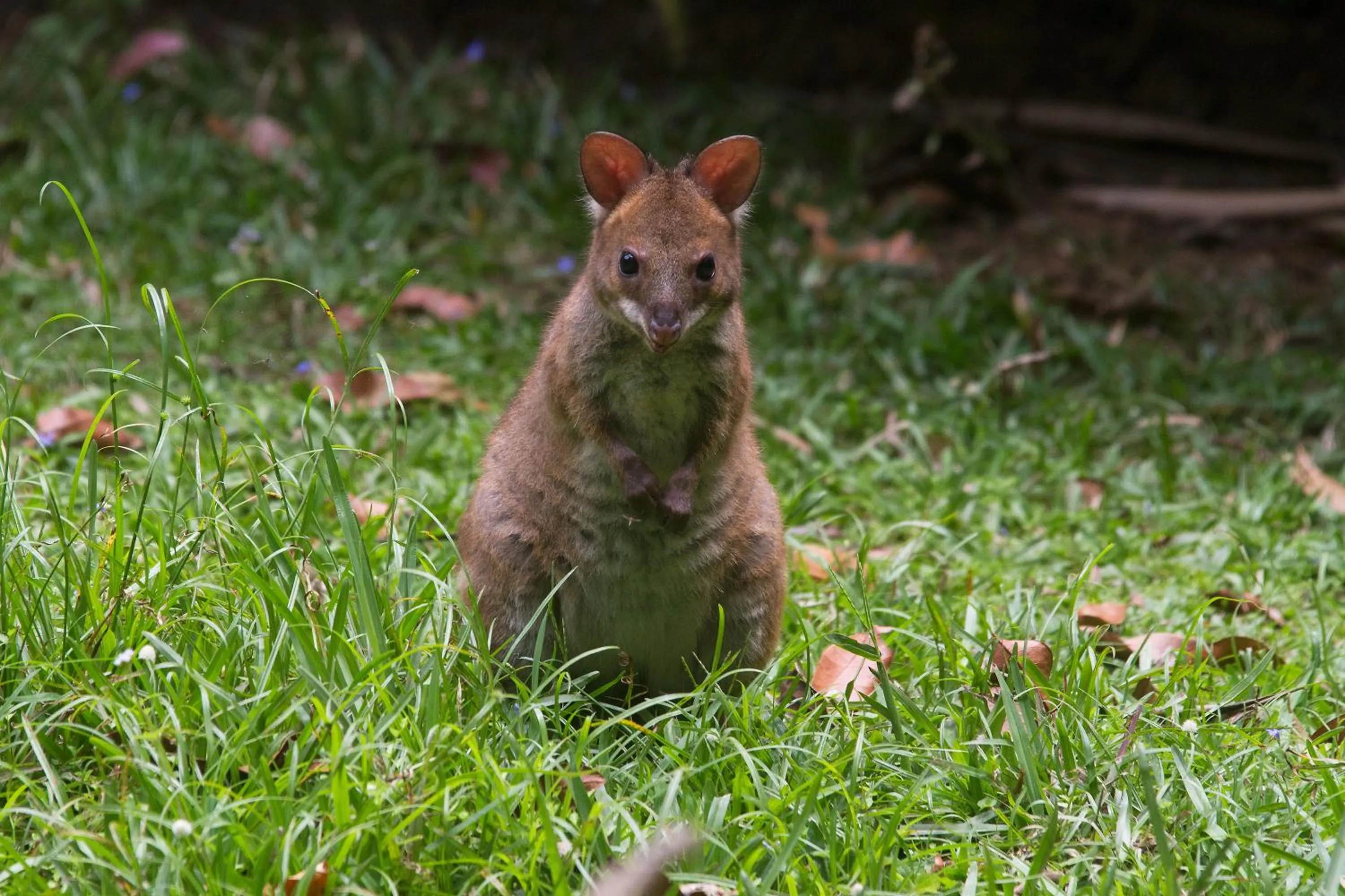 Animals in Crater Lakes Rainforest Cottages