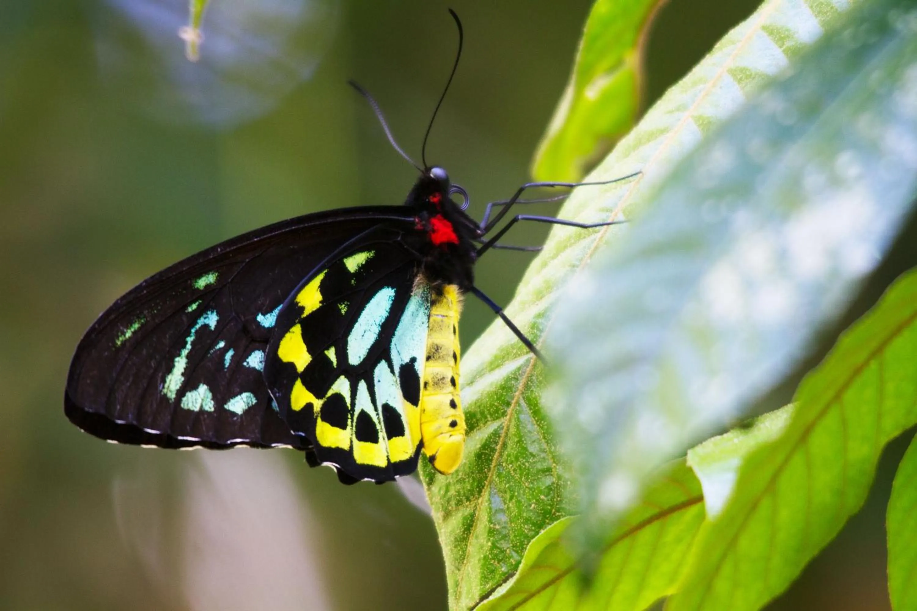 Animals in Crater Lakes Rainforest Cottages
