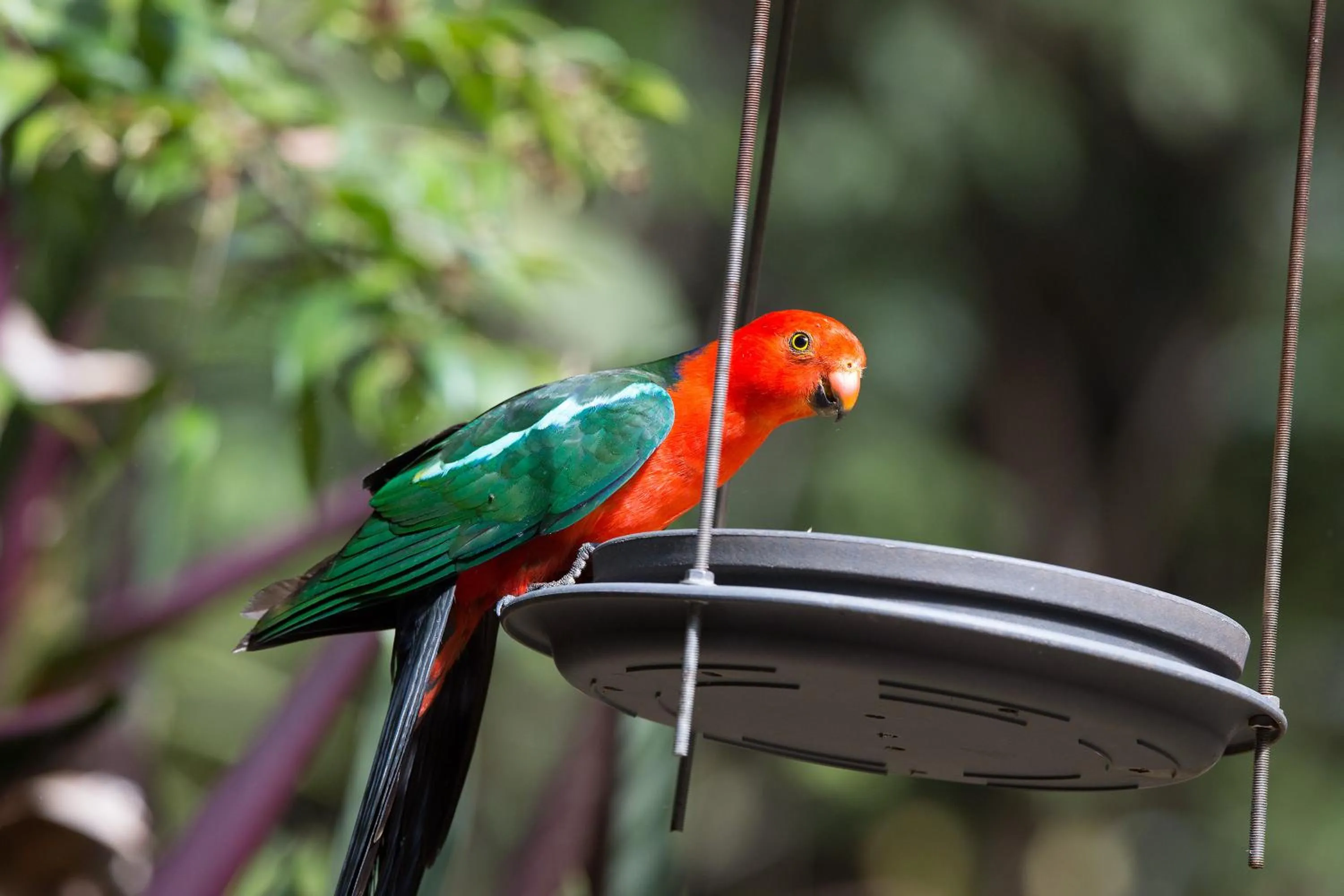 Animals in Crater Lakes Rainforest Cottages