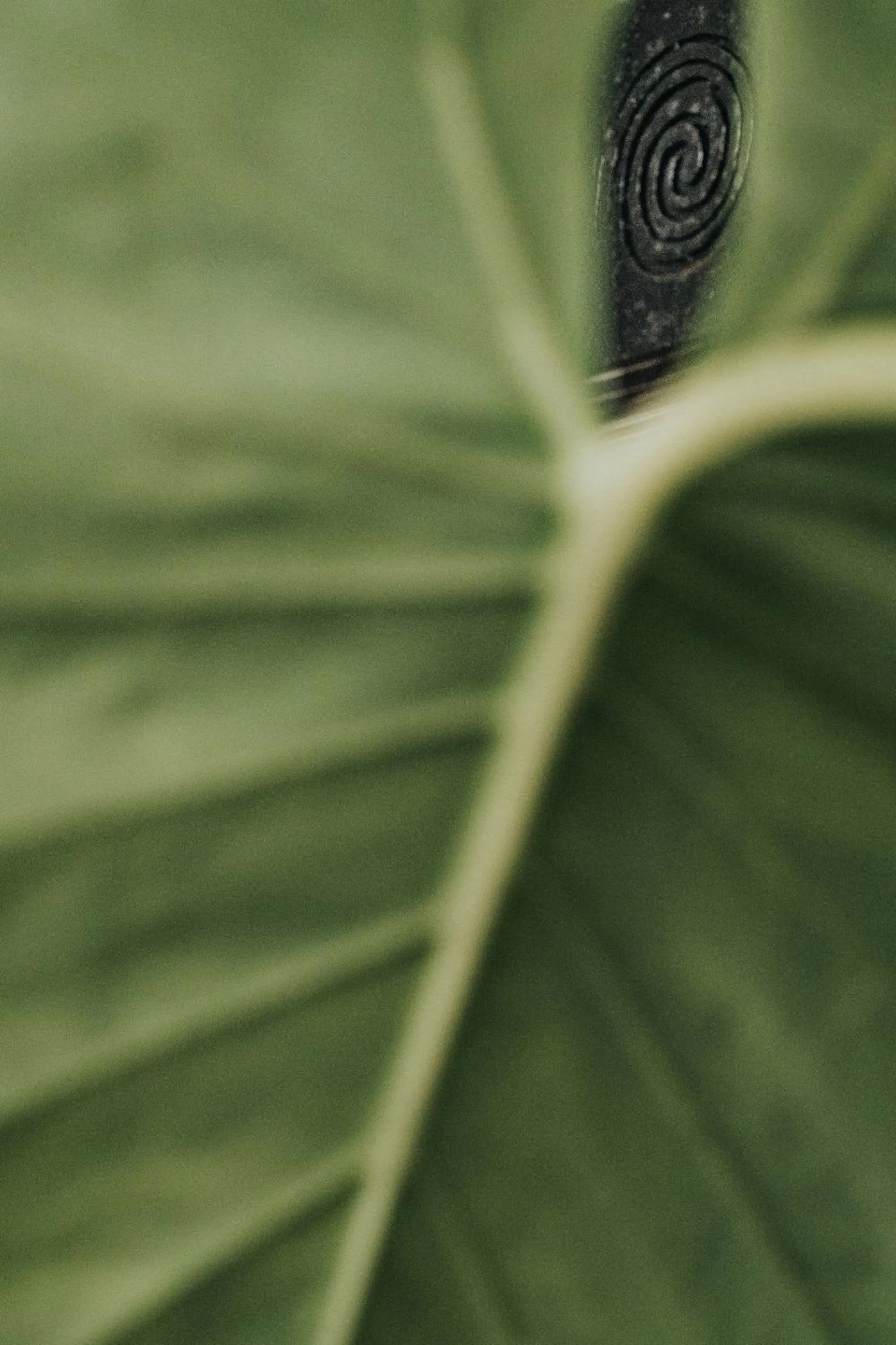 Natural landscape in The Anda Mani Khaolak Beachfront Villas - Adult only