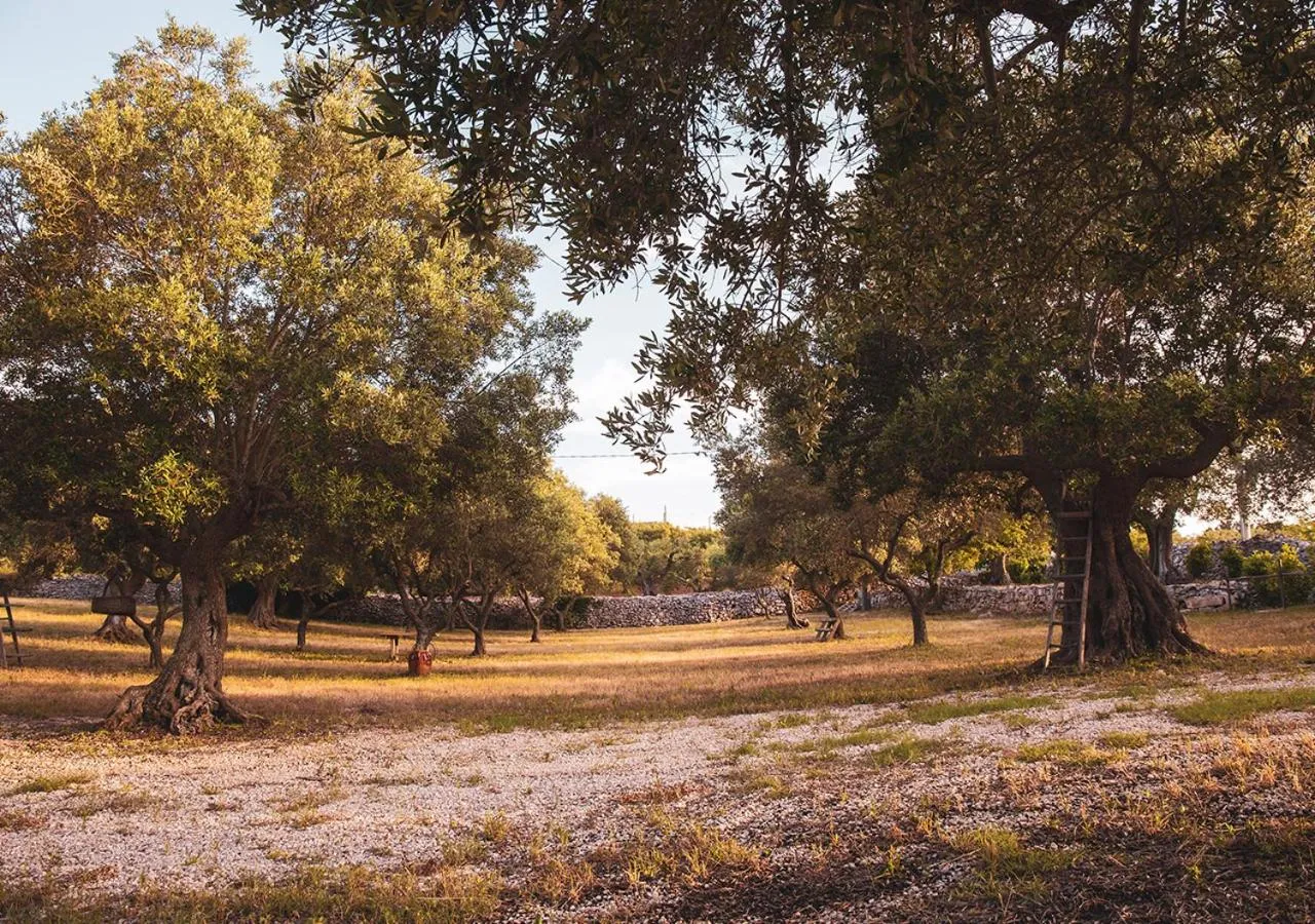 Natural landscape in Poggio degli Ulivi