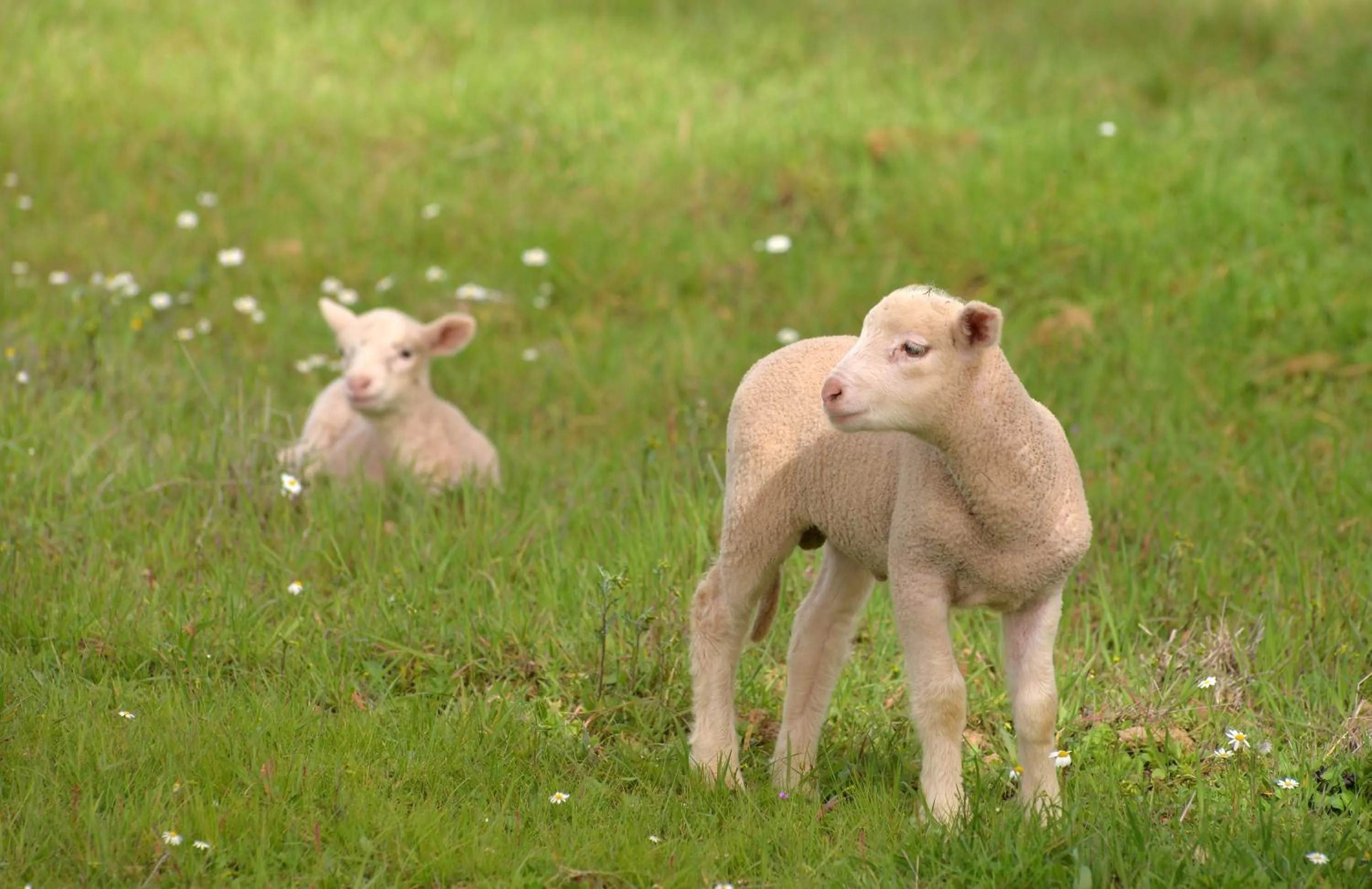 Monte do Giestal - Casas de Campo & Spa