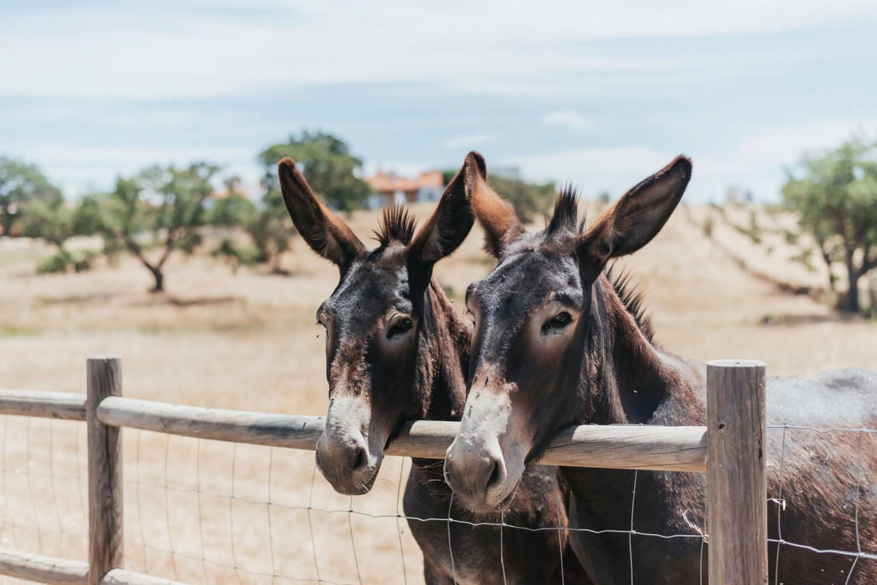 Monte do Giestal - Casas de Campo & Spa