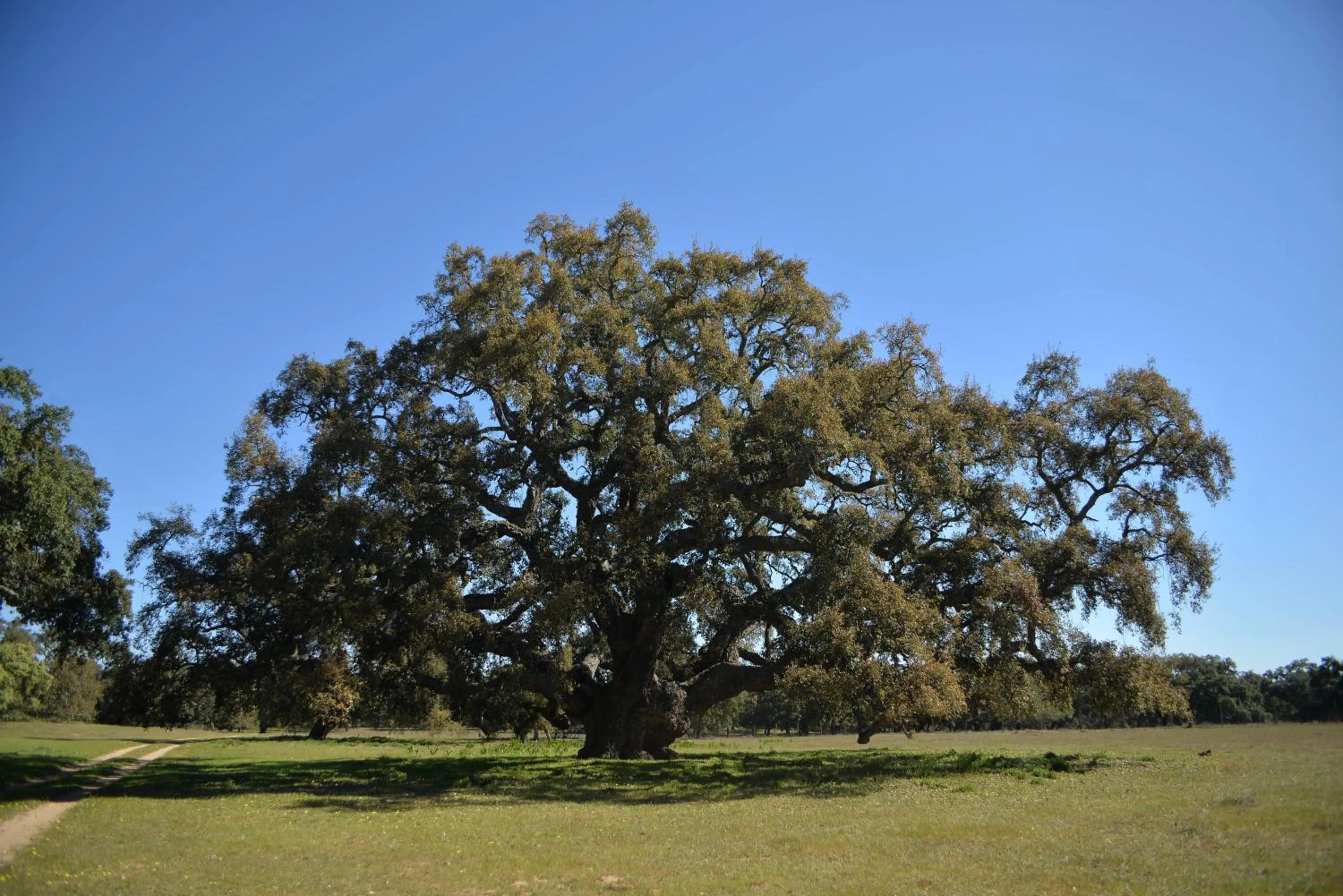 Other in Monte do Giestal - Casas de Campo & Spa