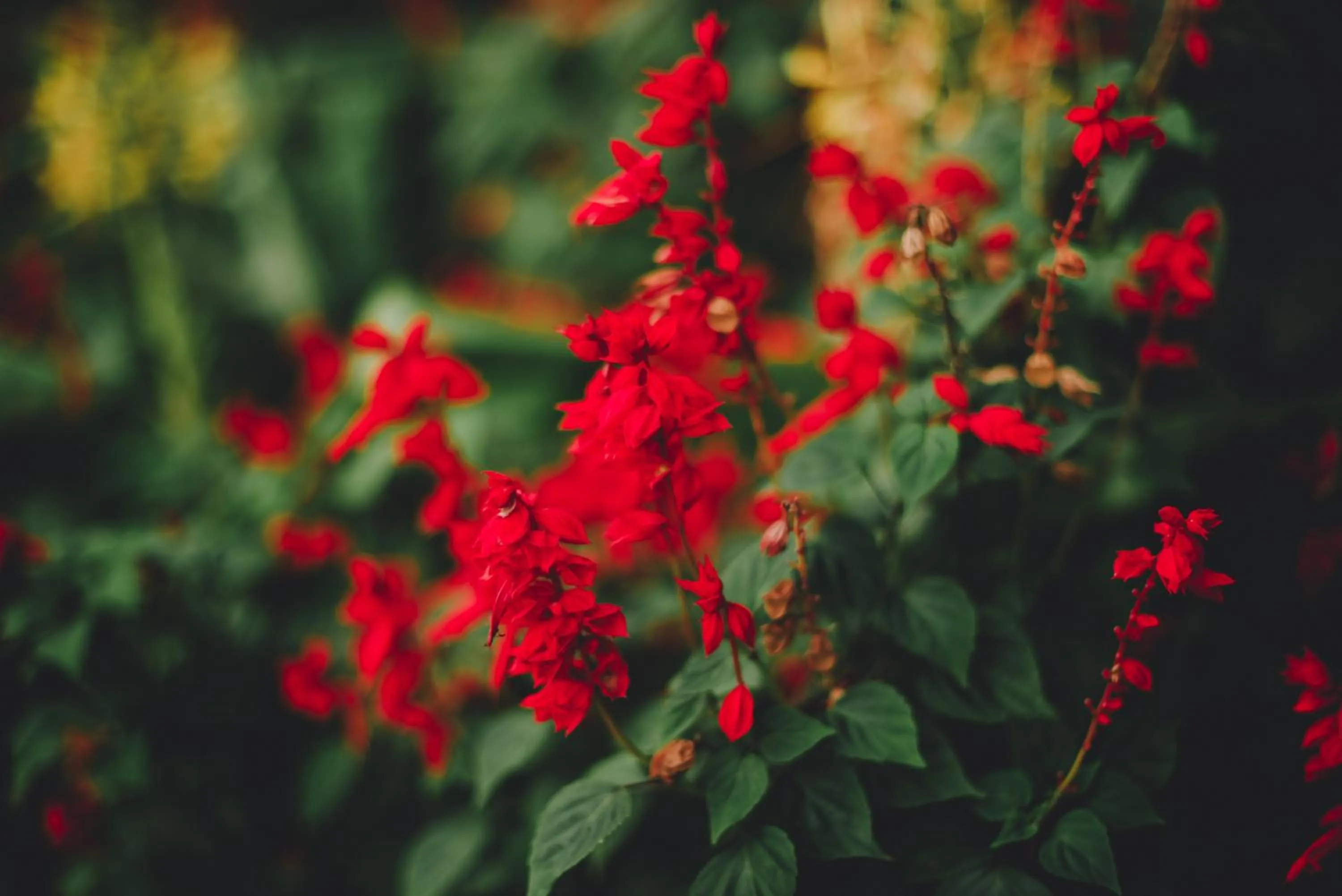 Garden in Pousada Pedra Azul