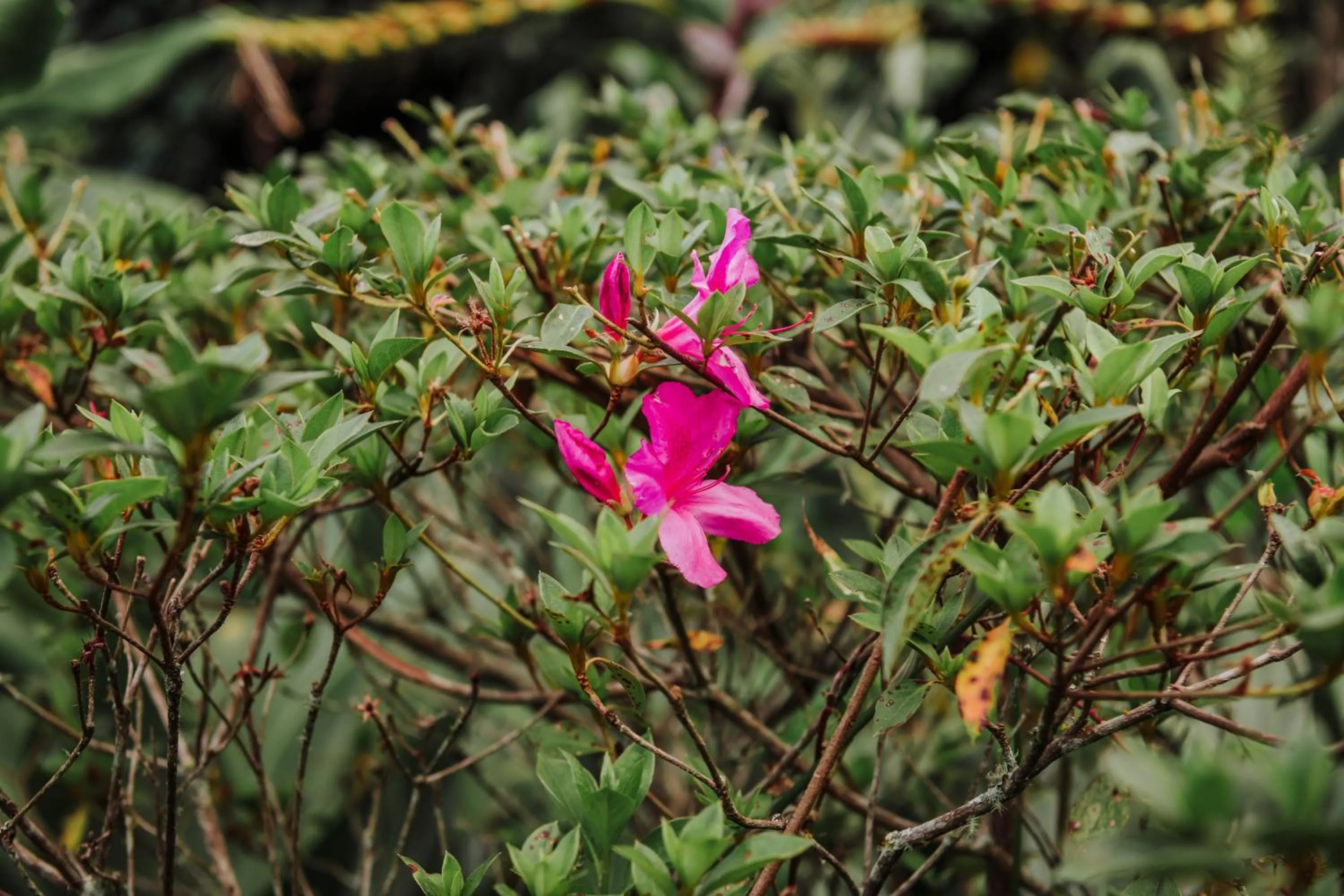 Garden view in Pousada Pedra Azul