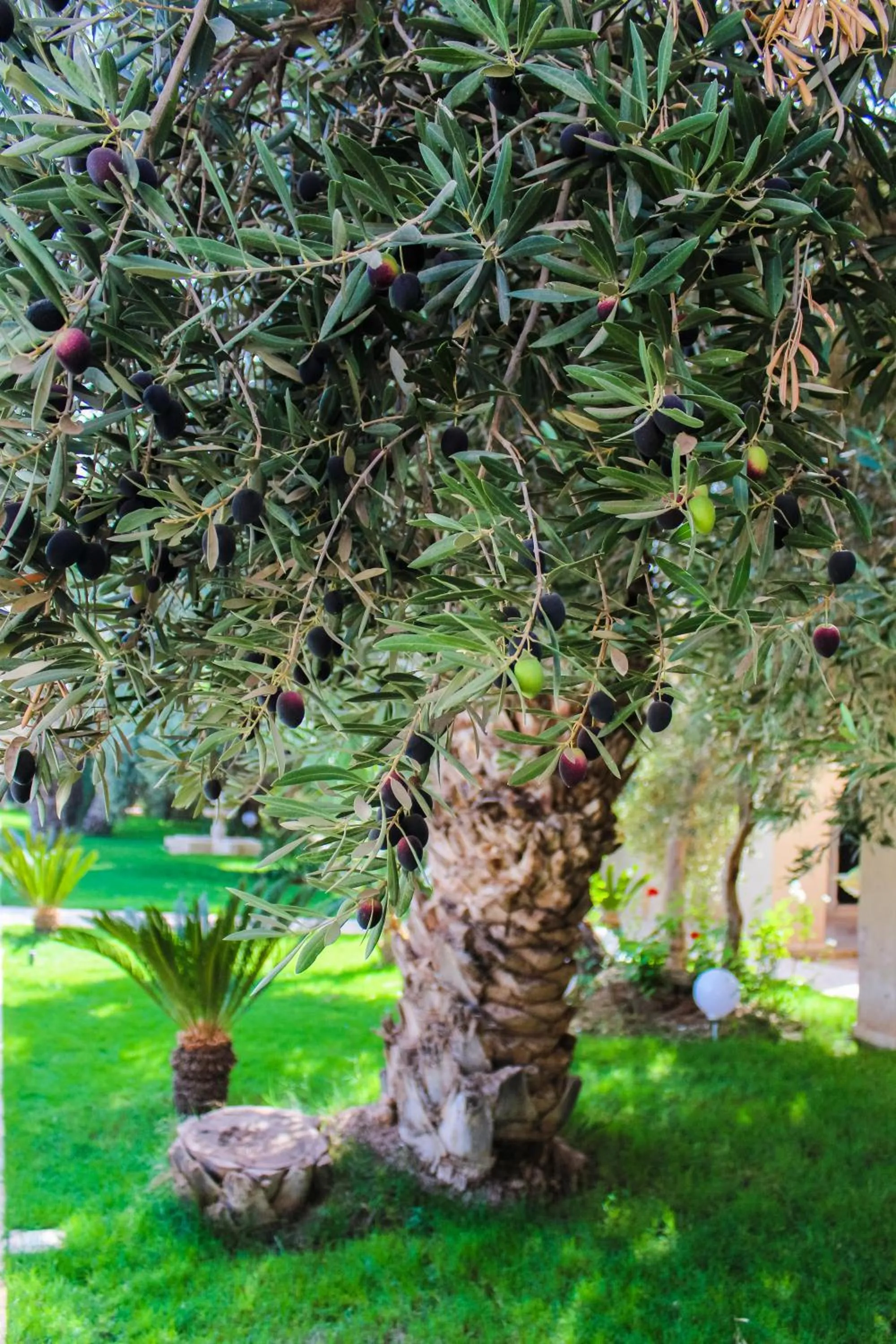 Natural landscape in Riad le Jasmin