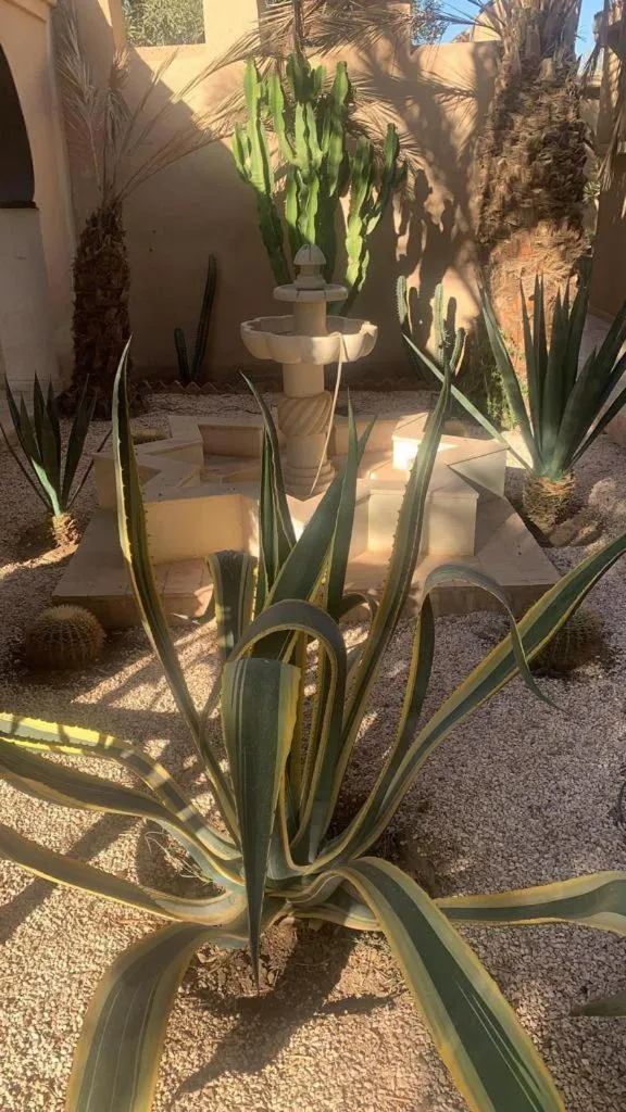 Garden in Riad le Jasmin