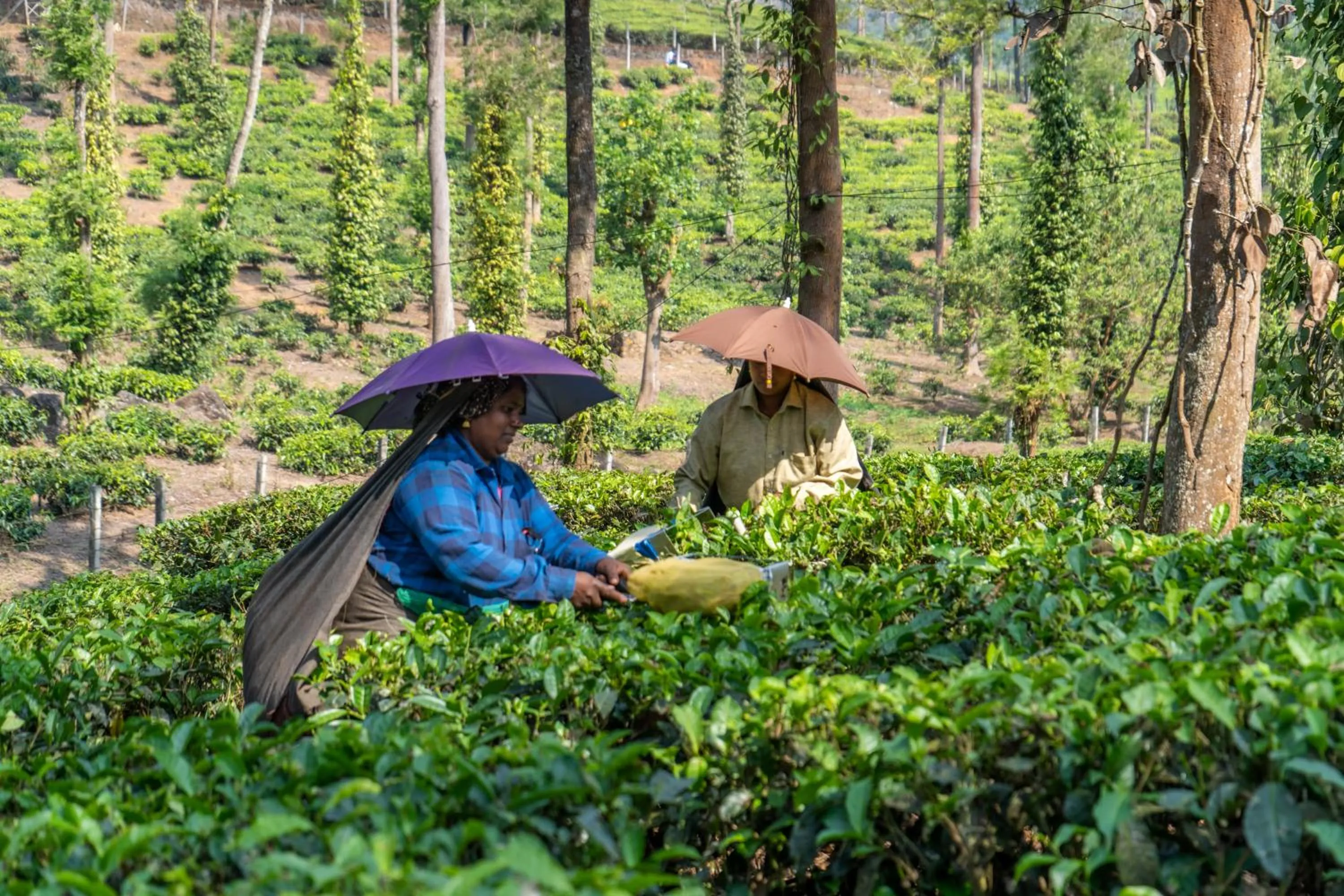 People in Amritara Shalimar Spice Garden Resort & Spa