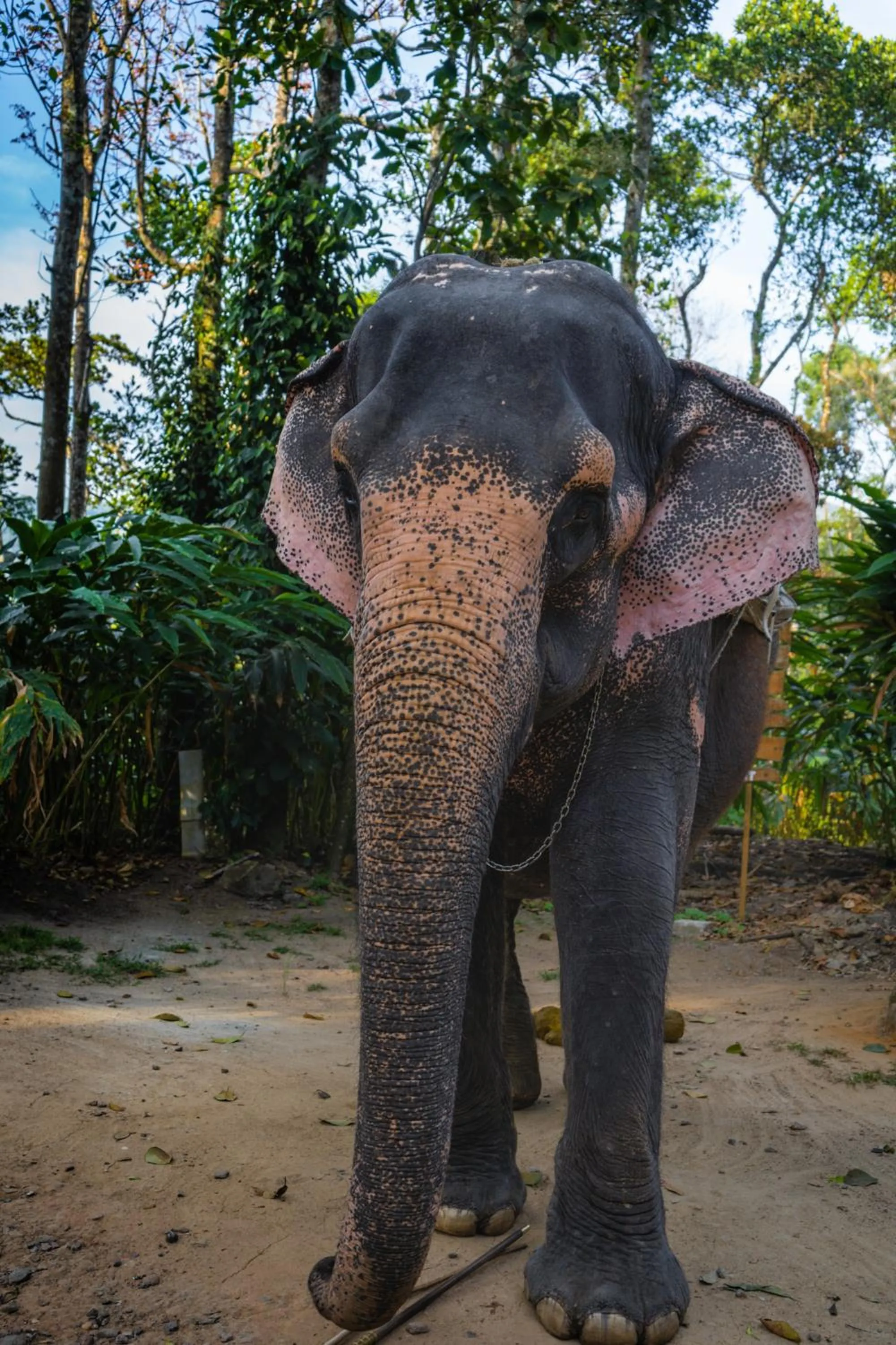 Activities in Amritara Shalimar Spice Garden Resort & Spa